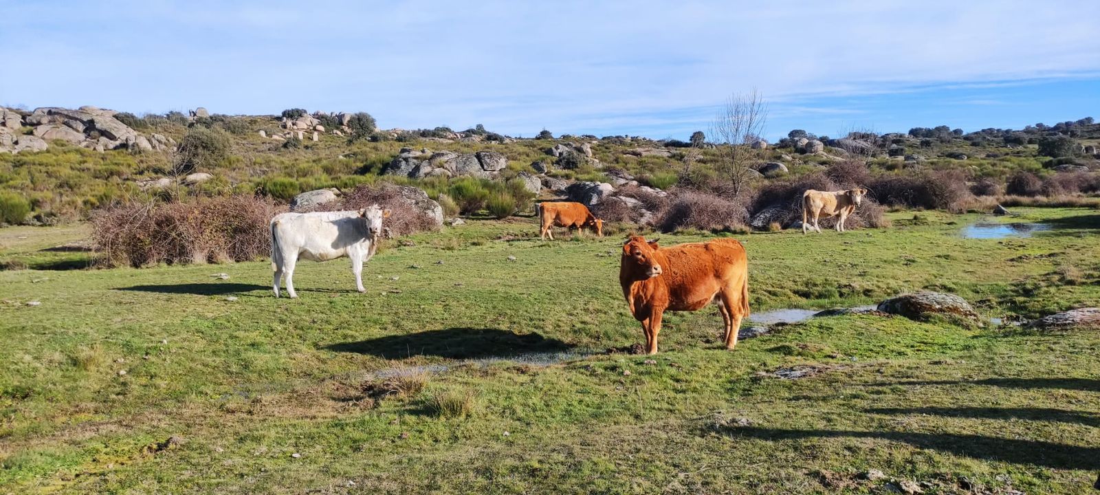 Vacas en el campo. Foto de archivo SALAMANCA24HORAS.COM