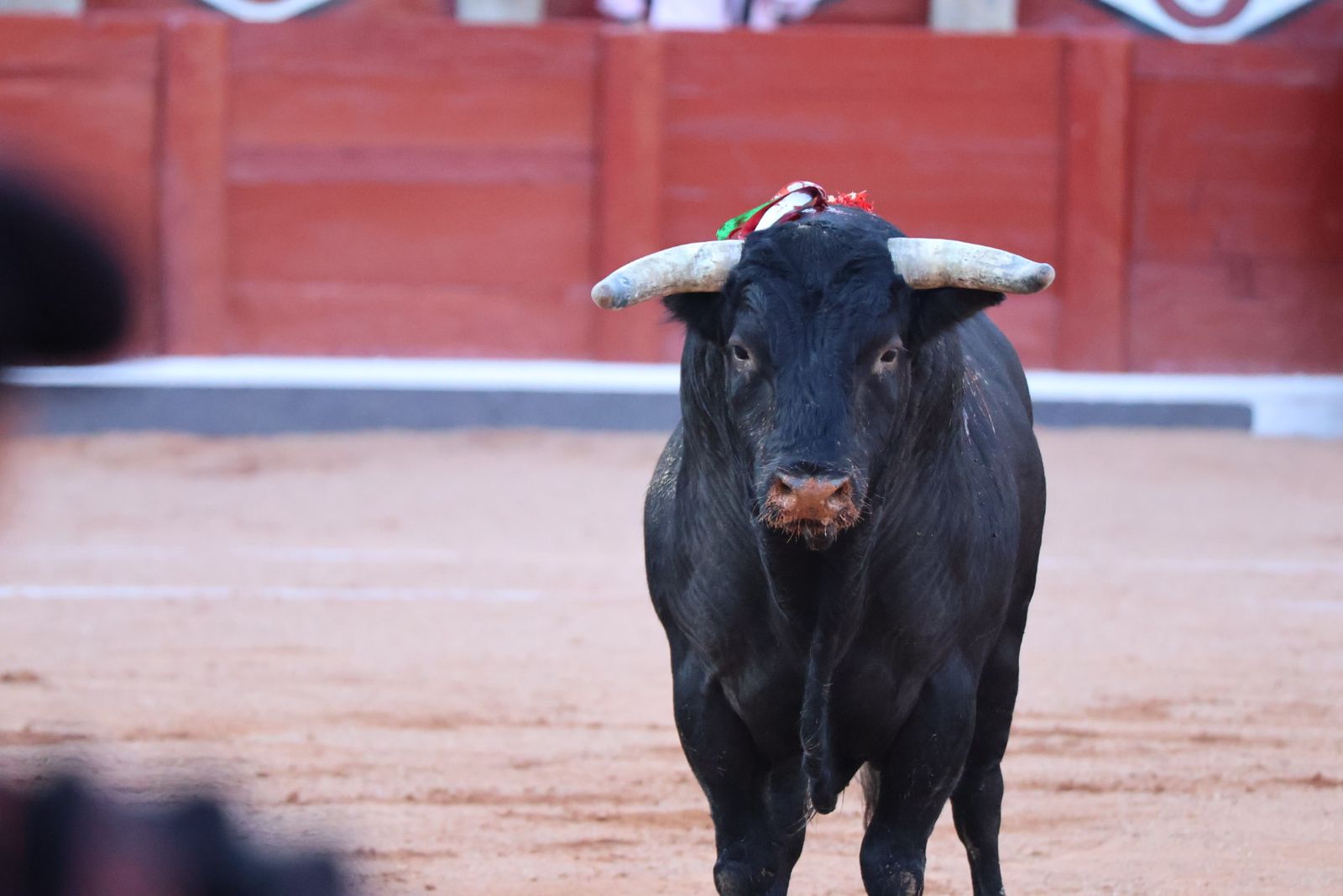 La Glorieta revive el aroma de la feria taurina con el primer festejo: Lea Vicens, Raquel Martín y Olga Casado