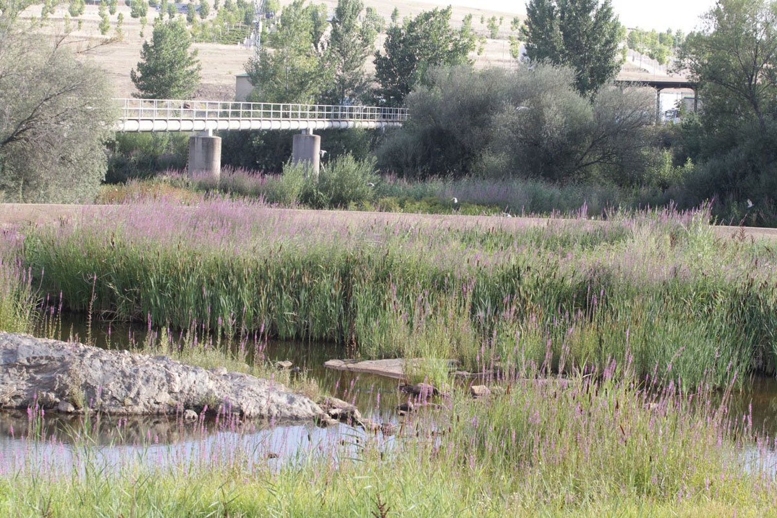 Pesquera de Tejares: julio de 2017