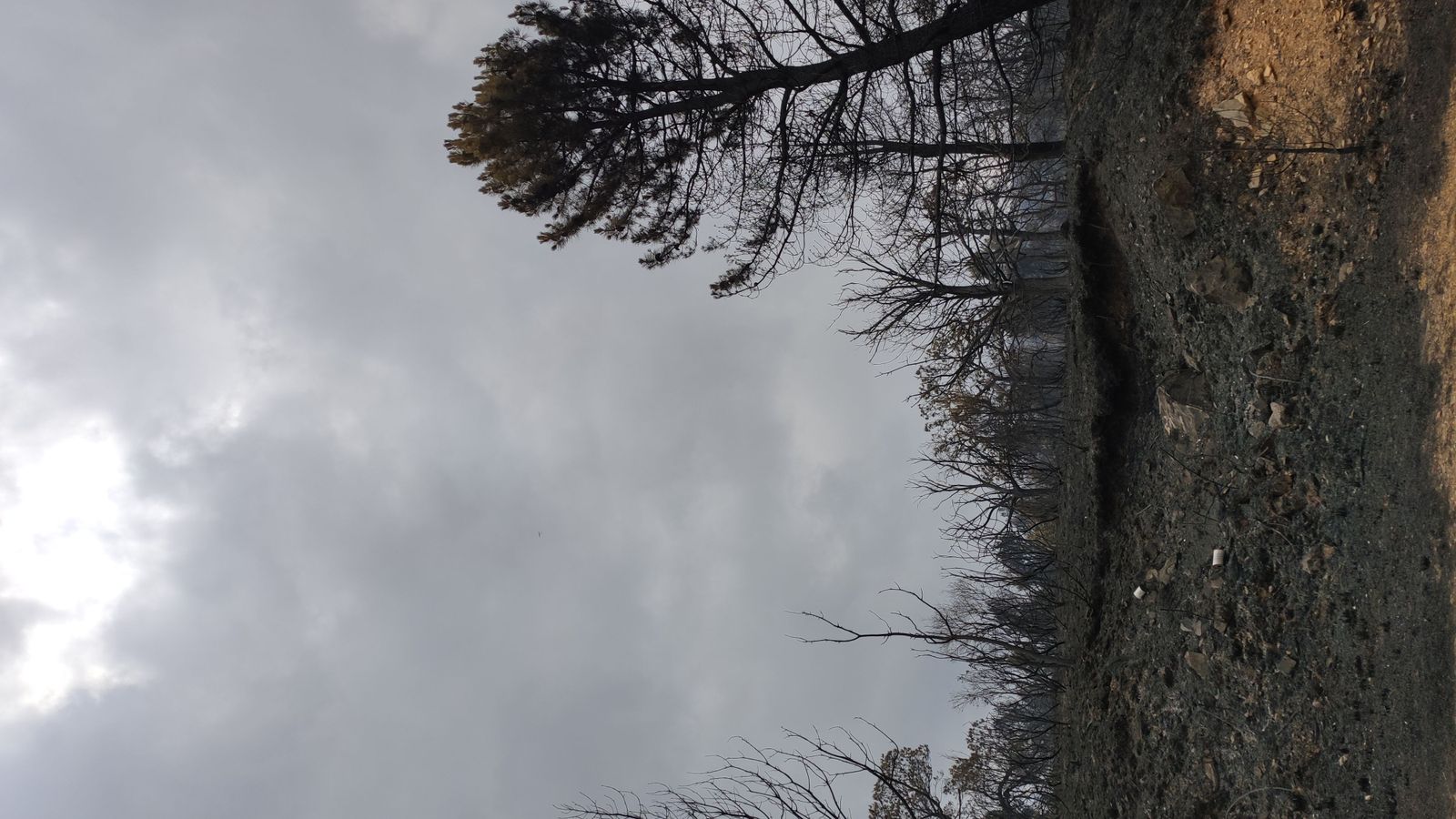 las-desoladoras-imagenes-de-la-sierra-de-la-culebra-tras-el-incendio-14