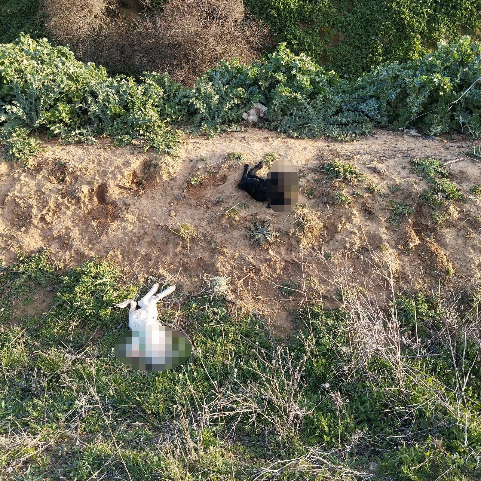 Animales muertos Villanueva del Campo