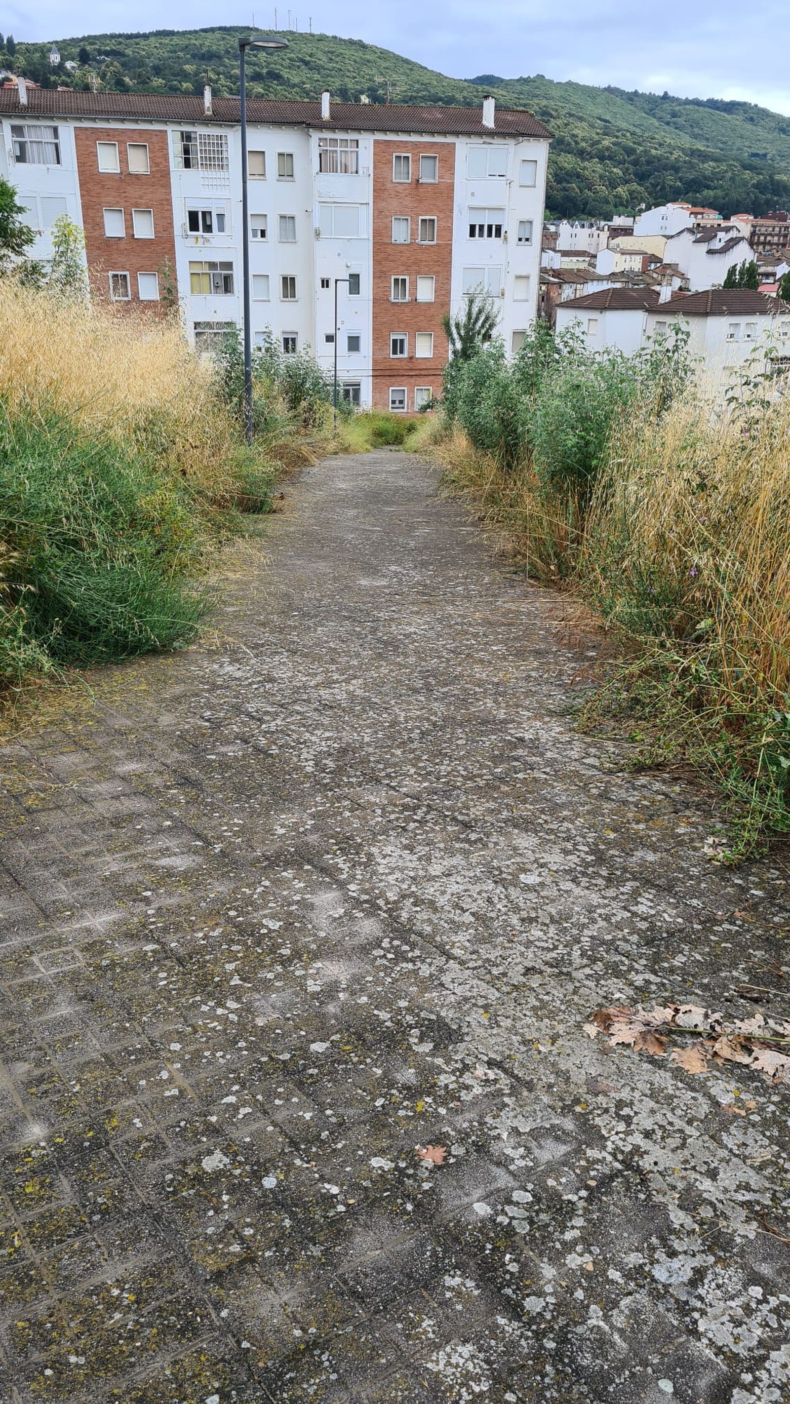 Quejas por la flora silvestre en Béjar