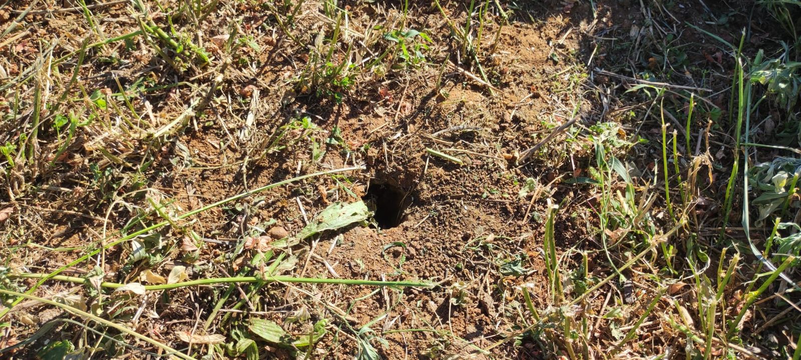 Orificio que delata la presencia de topillo campesino