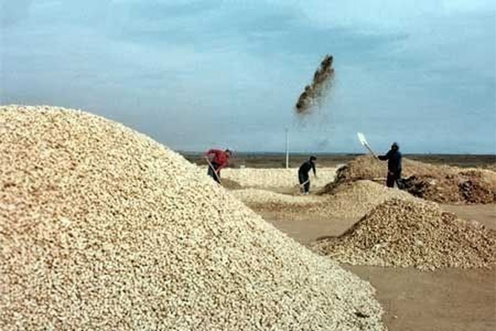 Agricultores y cooperativas estiman una producción de cereales similar a la campaña precedente
