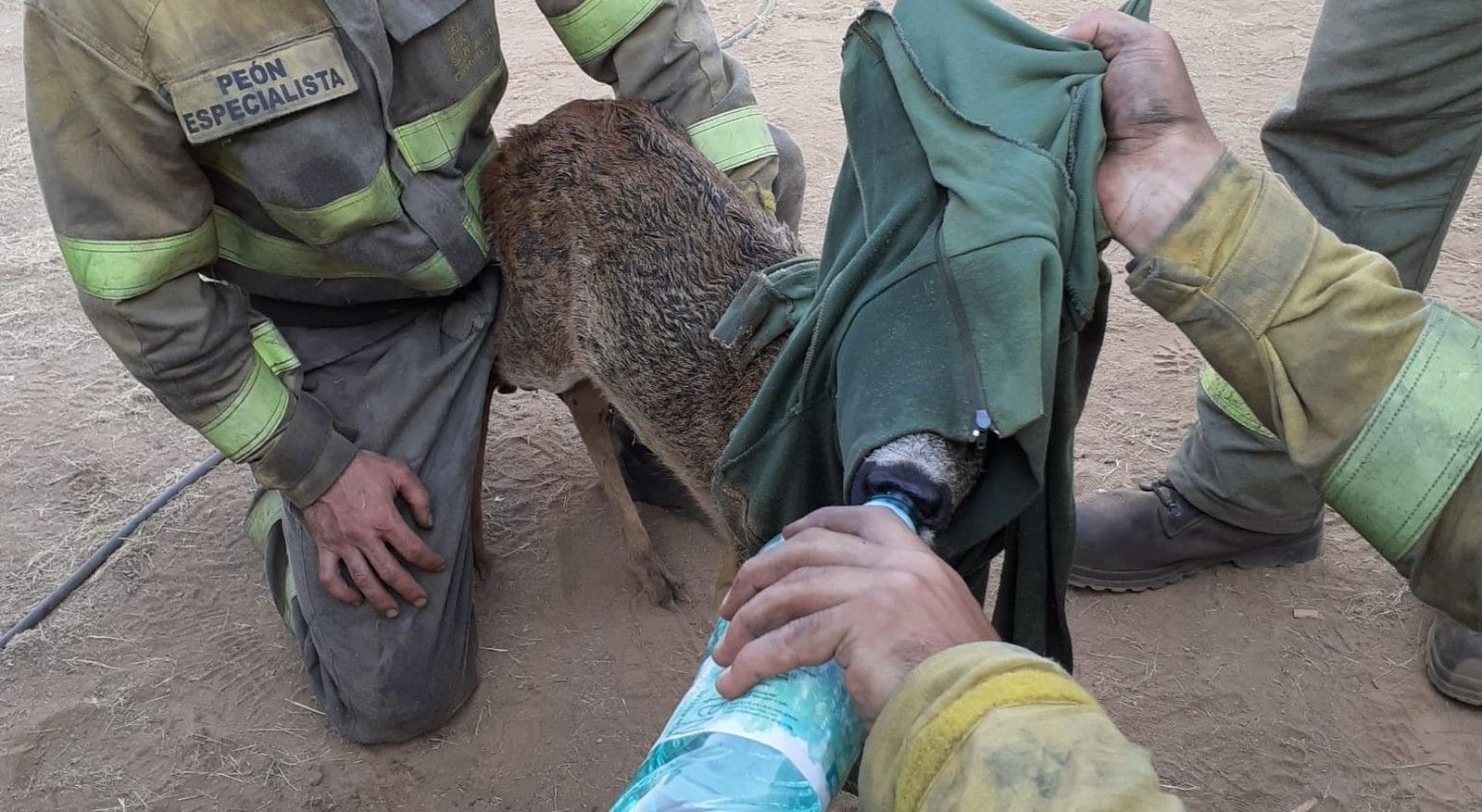 Imagen del corzo rescatado