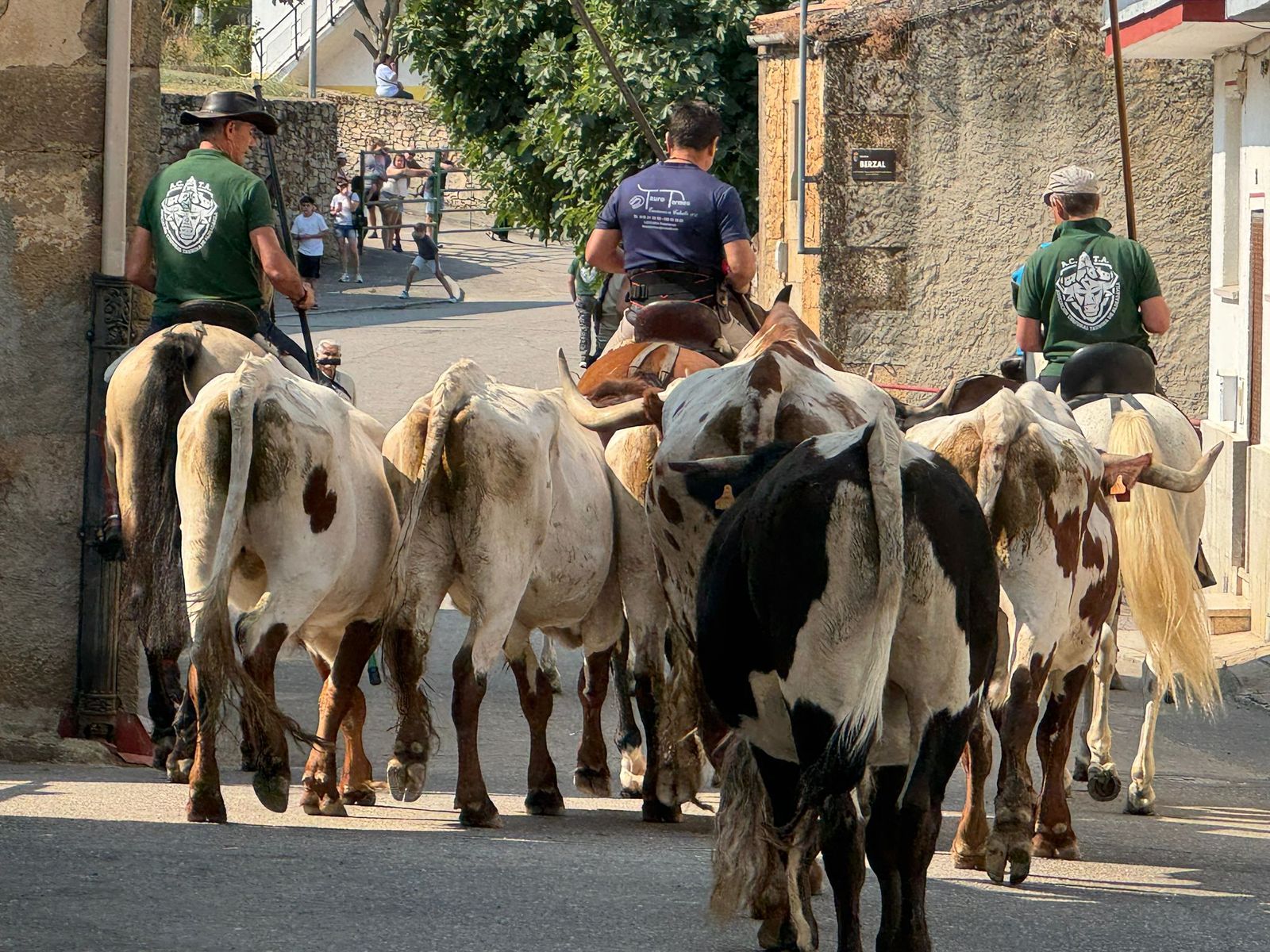 Encierro de bueyes en Aldeadávila de la Ribera para enseñarles el camino para los encierros en sus fiestas 2025