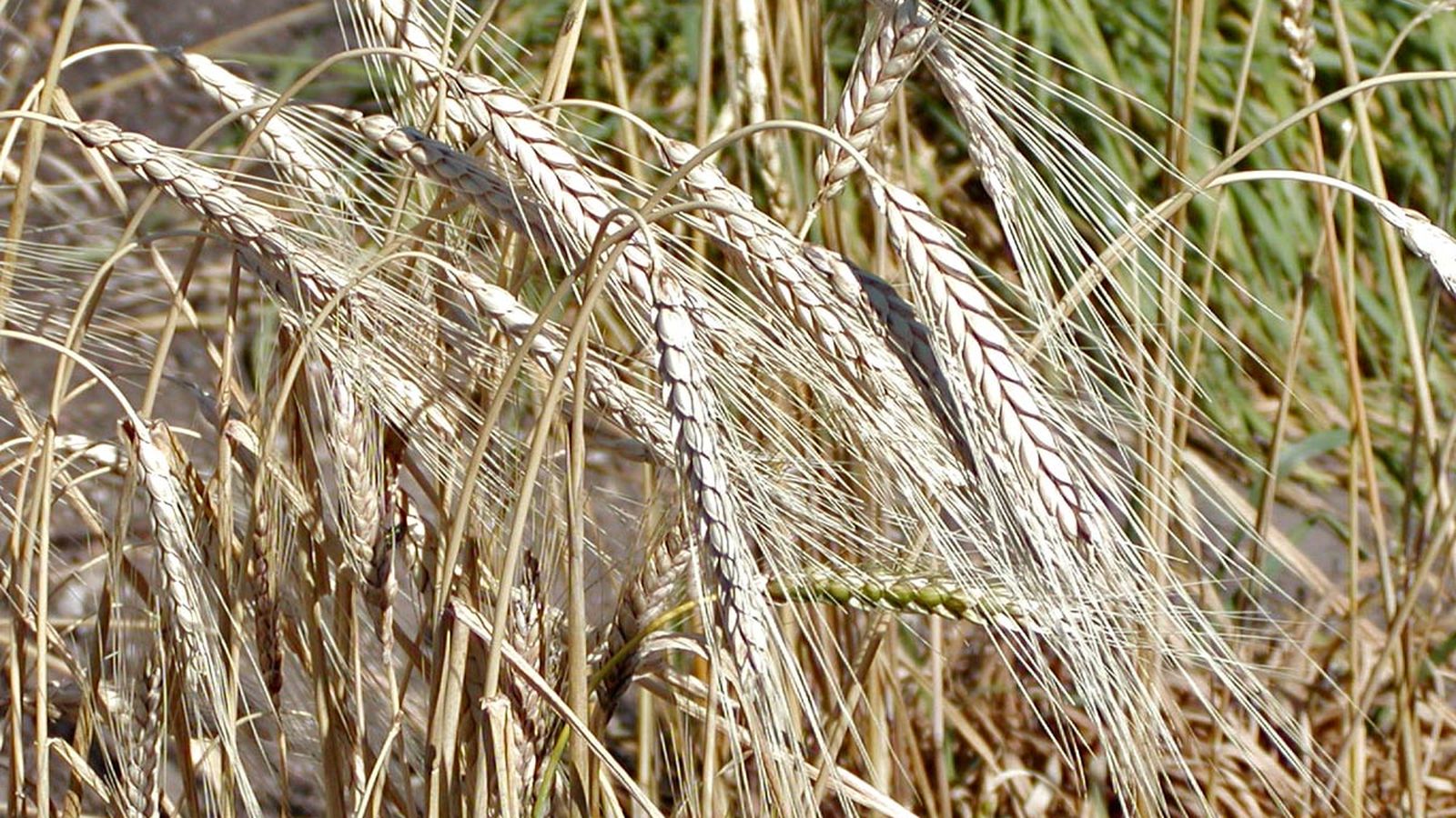 Trigo Rubión, Triticum turgidum