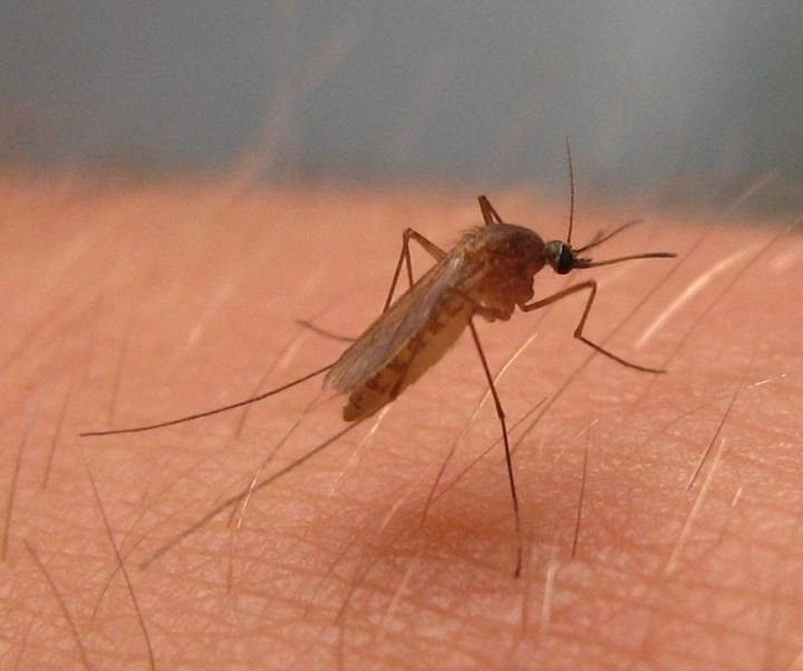 Foto de archivo. Culex pipiens, mosquito del virus del Nilo Occidental en América del Norte Foto de archivo. Culex pipiens, mosquito del virus del Nilo Occidental en América del Norte