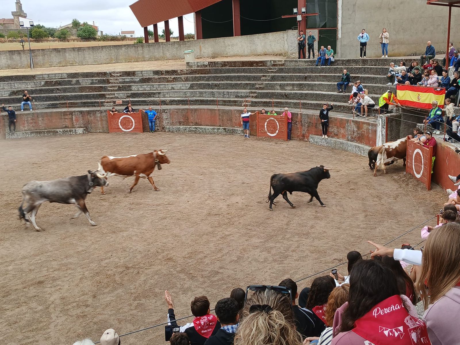 Encierro de novillos en Pereña