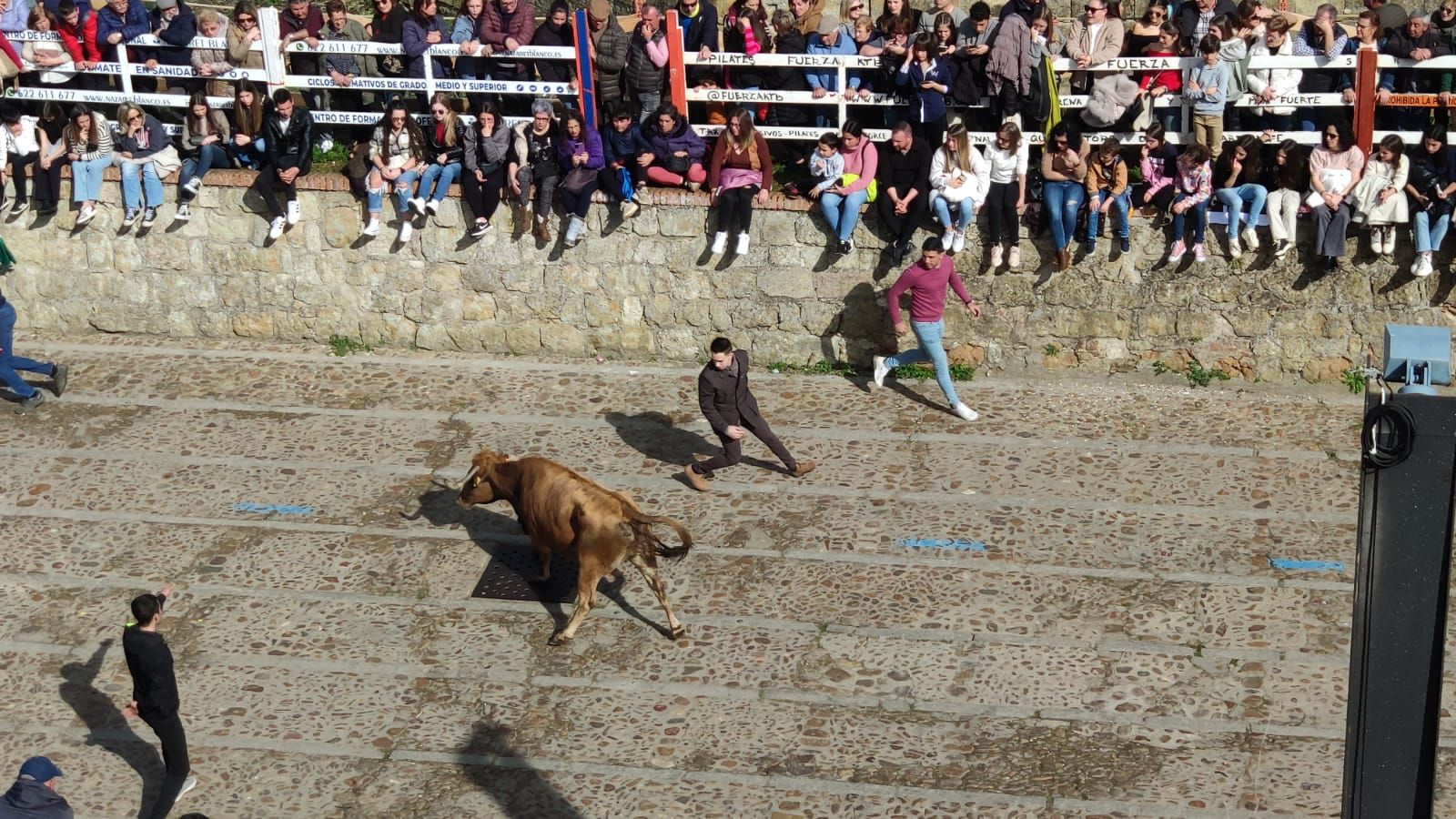 galeria-ambiente-con-la-suelta-de-vaquillas-en-el-domingo-de-pinata-en-ciudad-rodrigo-3