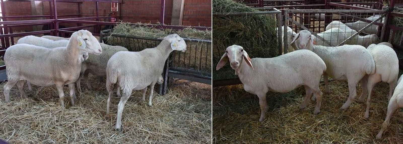 Resultados de los concursos morfológicos de ganado de la segunda jornada