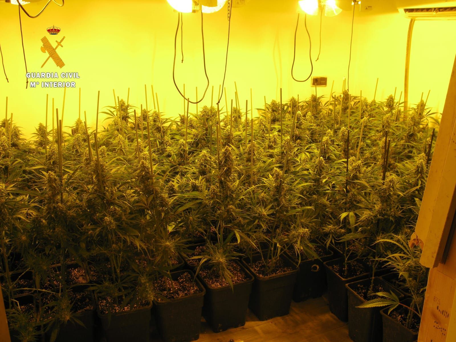 La Guardia Civil desmantela una plantación de marihuana en Miranda de Azán. Foto de archivo