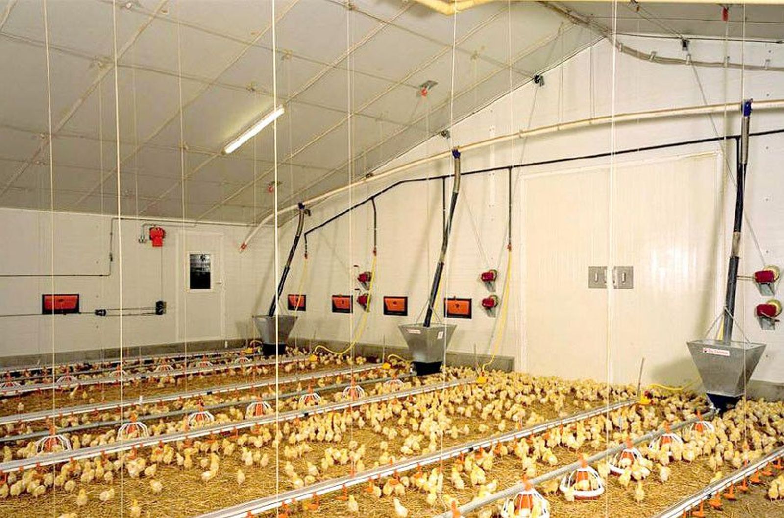 Nave avícola. Archivo