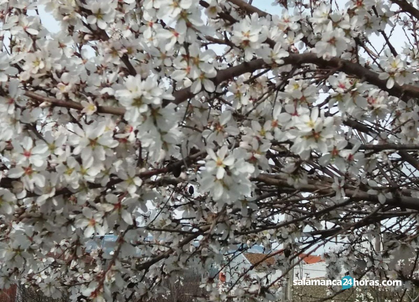 Almendros AldeadávilaWhatsApp Image 2020 02 25 at 11.19.53 (1)