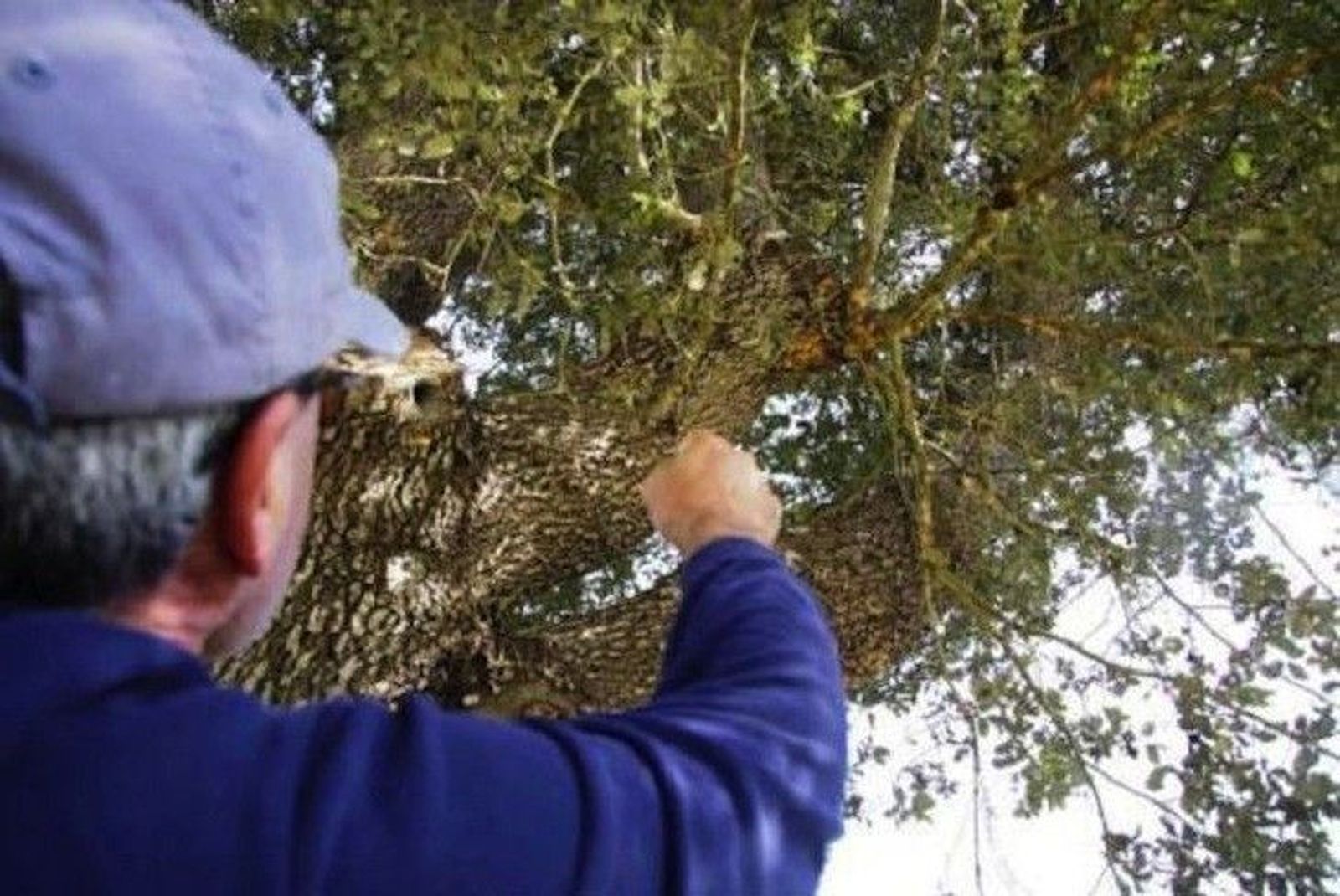 UPA-COAG pide que se ataque la lagarta de forma ordenada y coordinada para evitar perjuicios en otras actividades agrarias