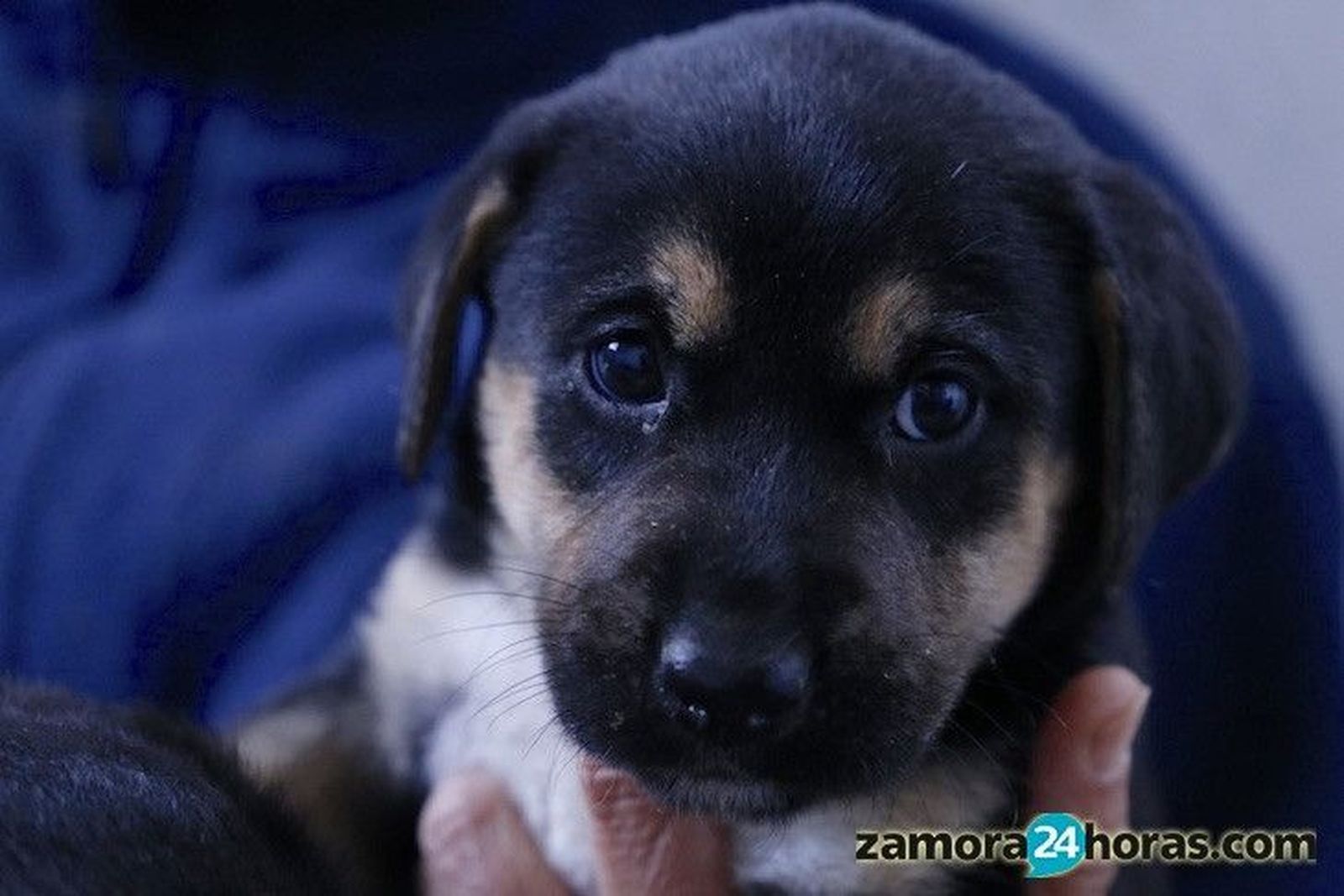 Tiende a la baja el abandono de mascotas en verano