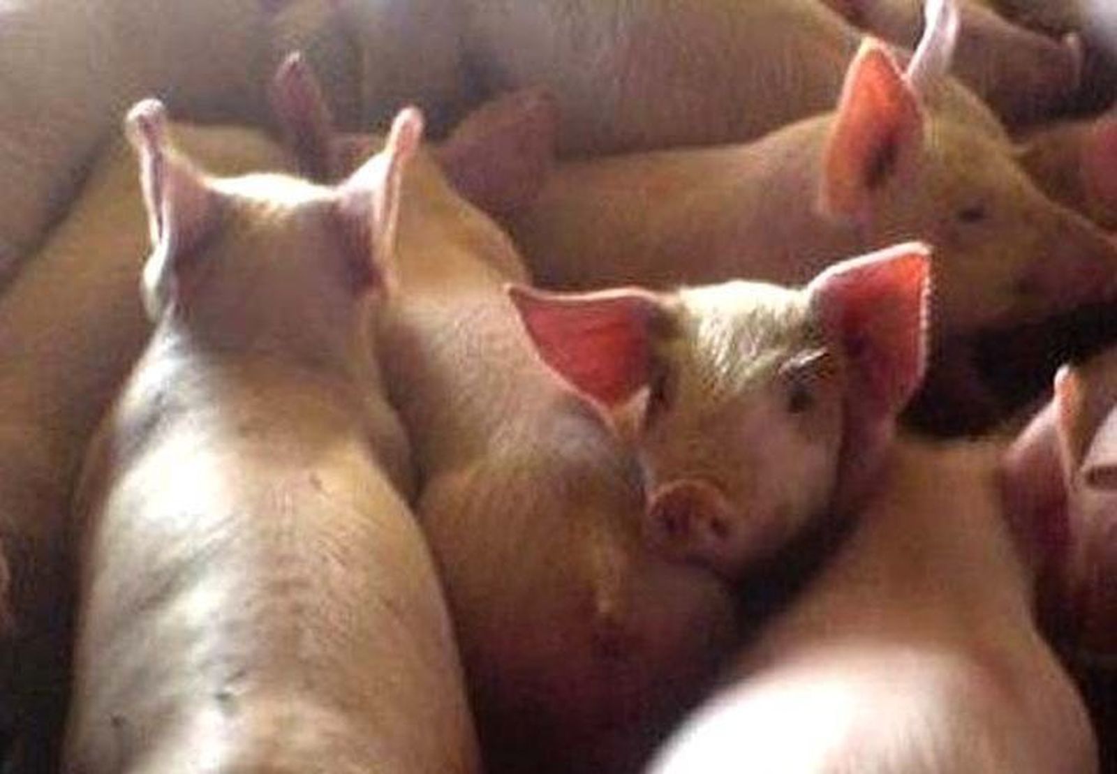 La Unión de Uniones pide al Ministerio de Agricultura la bajada de la fiscalidad para porcino, vacuno y bovino de integración