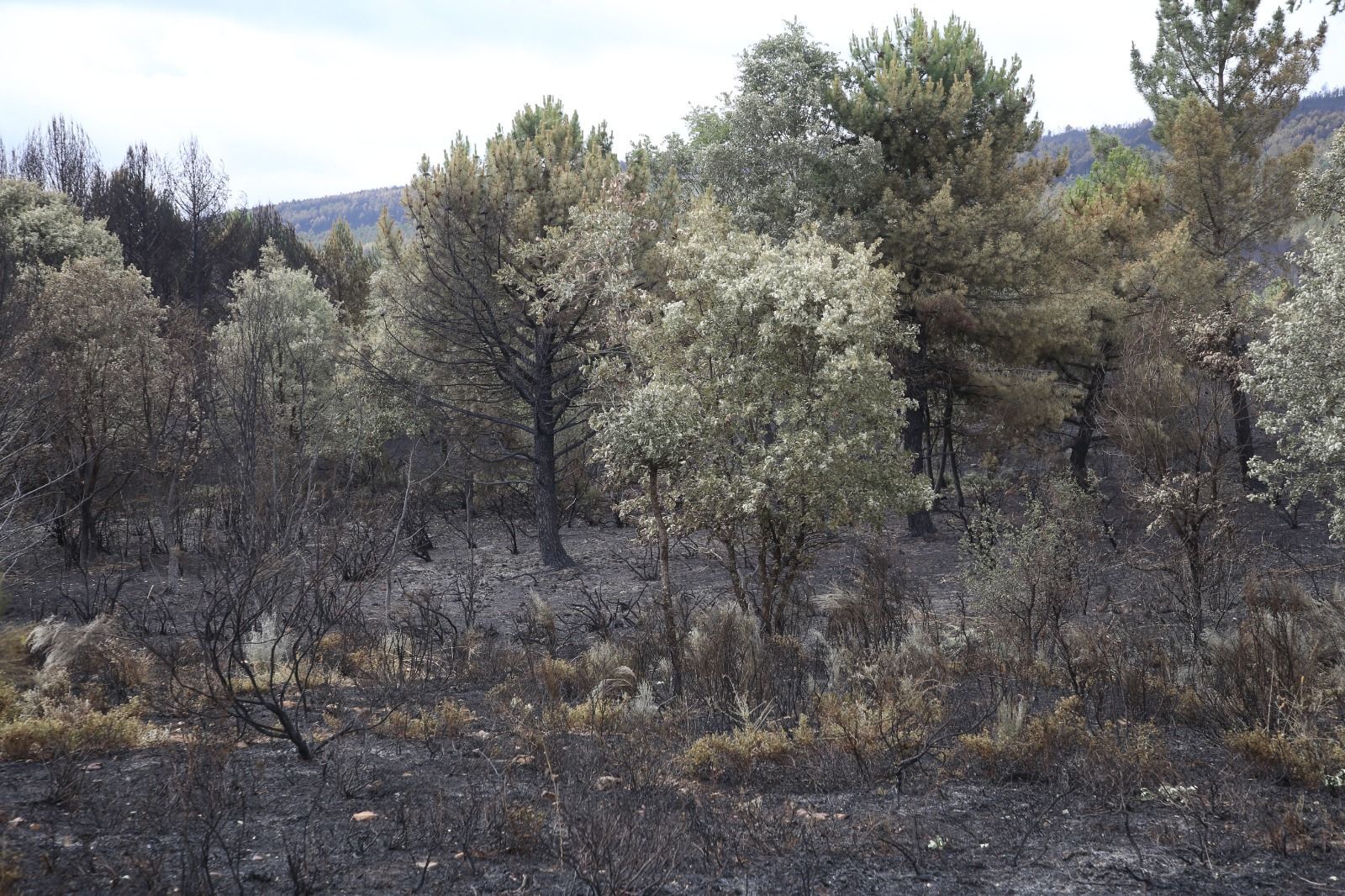 las-desoladoras-imagenes-de-la-sierra-de-la-culebra-tras-el-incendio-14