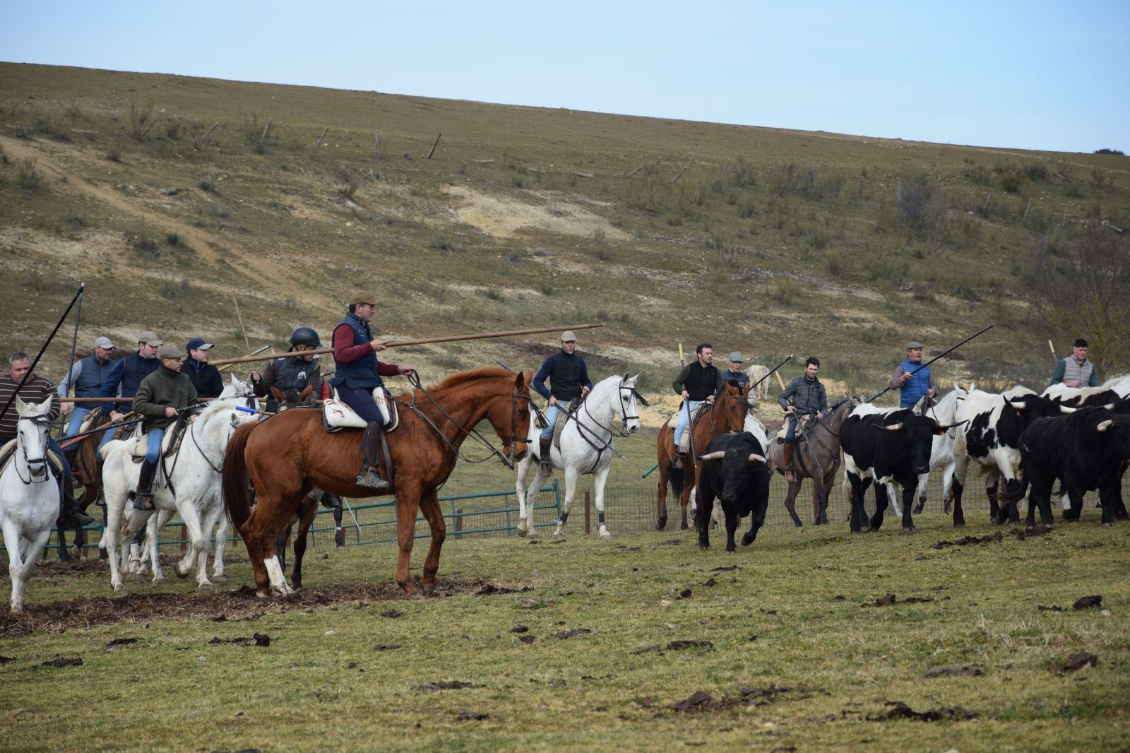 Labores de campo astados Villanueva encierro a caballo Ciudad Rodrigo (67)