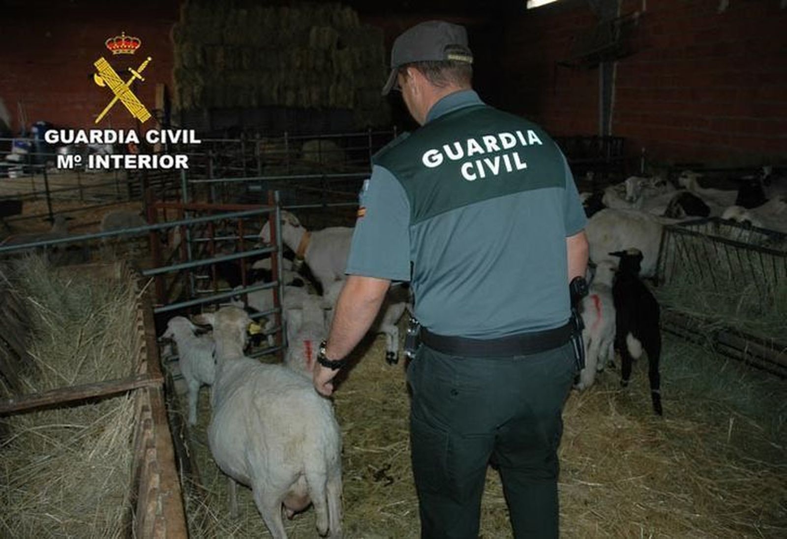 La Guardia Civil desmantela un grupo criminal dedicado a la sustracción de ganado ovino en Sayago