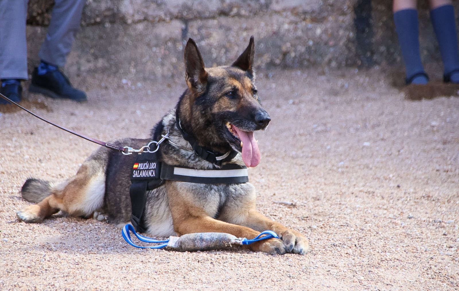 Reportaje perros Policía Local "semillas de conciencia"