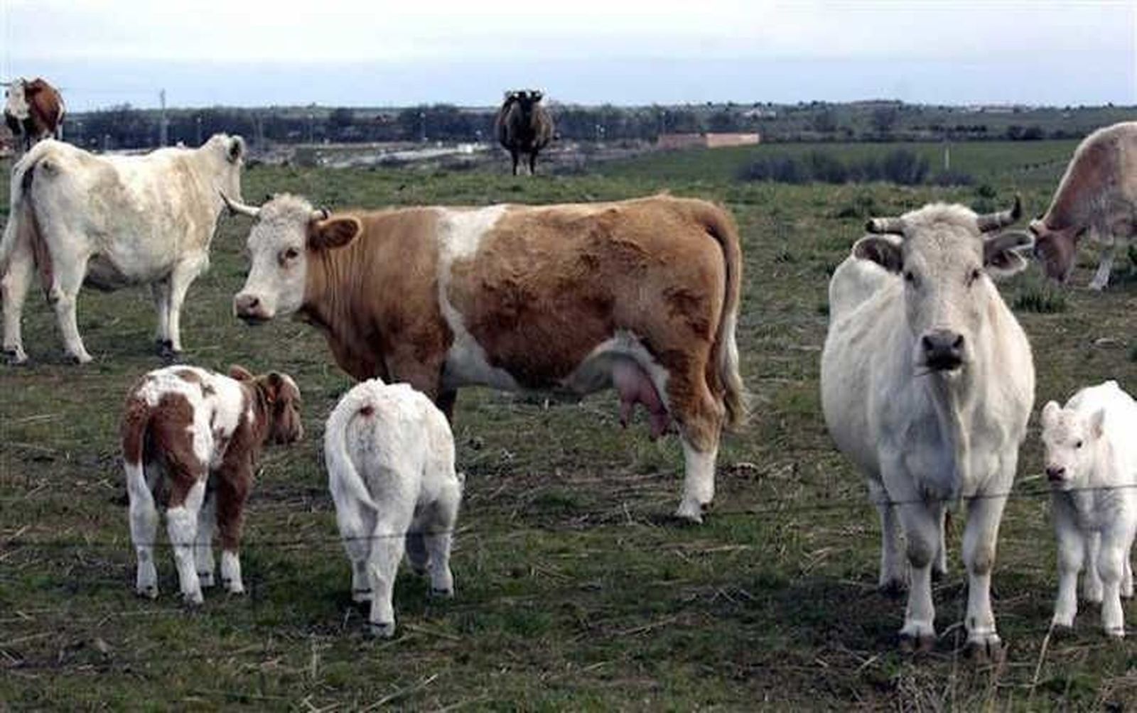Jornada de repeticiones en la Lonja salmantina