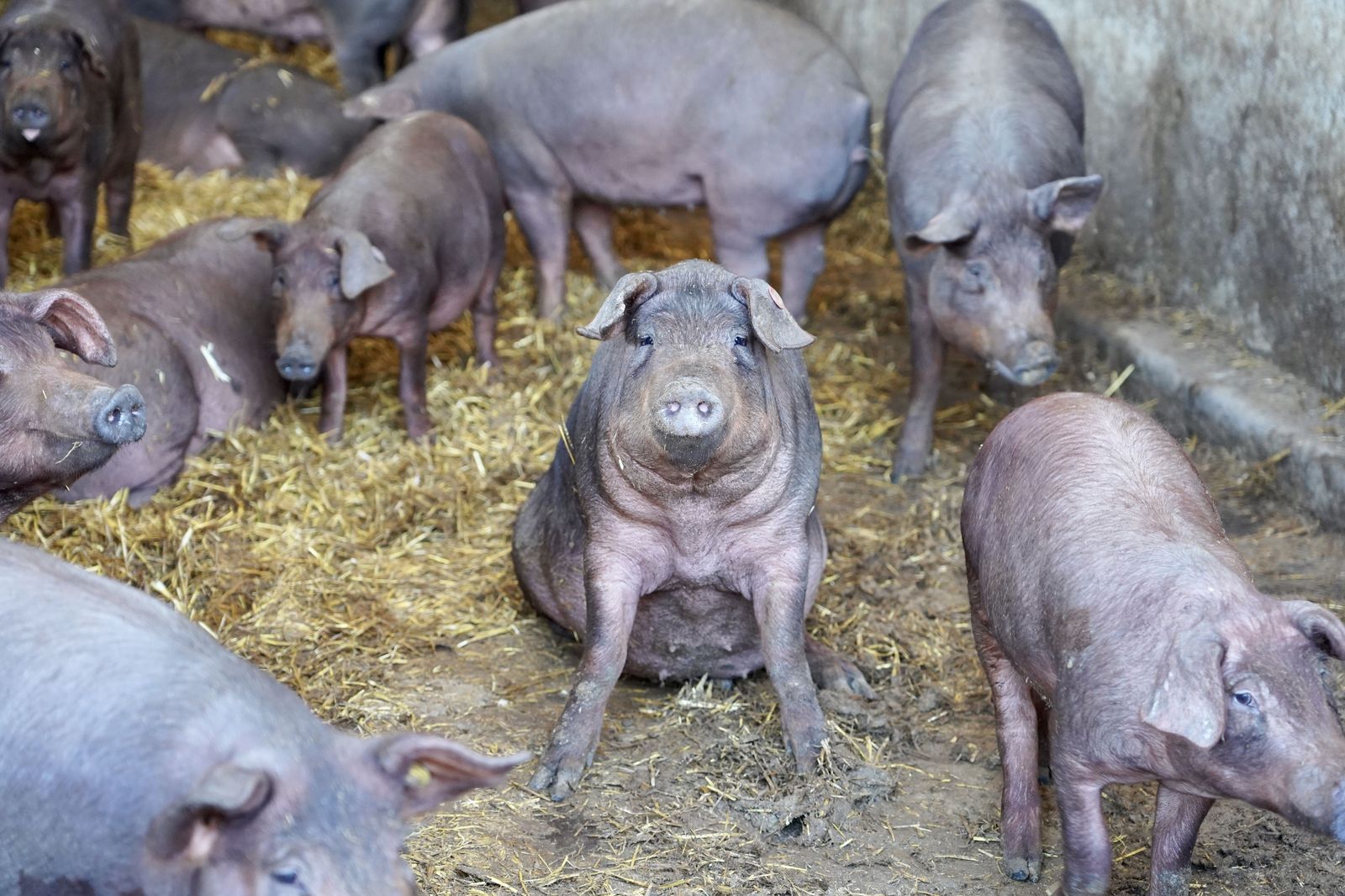 Granja de cerdos ibéricos  (7)