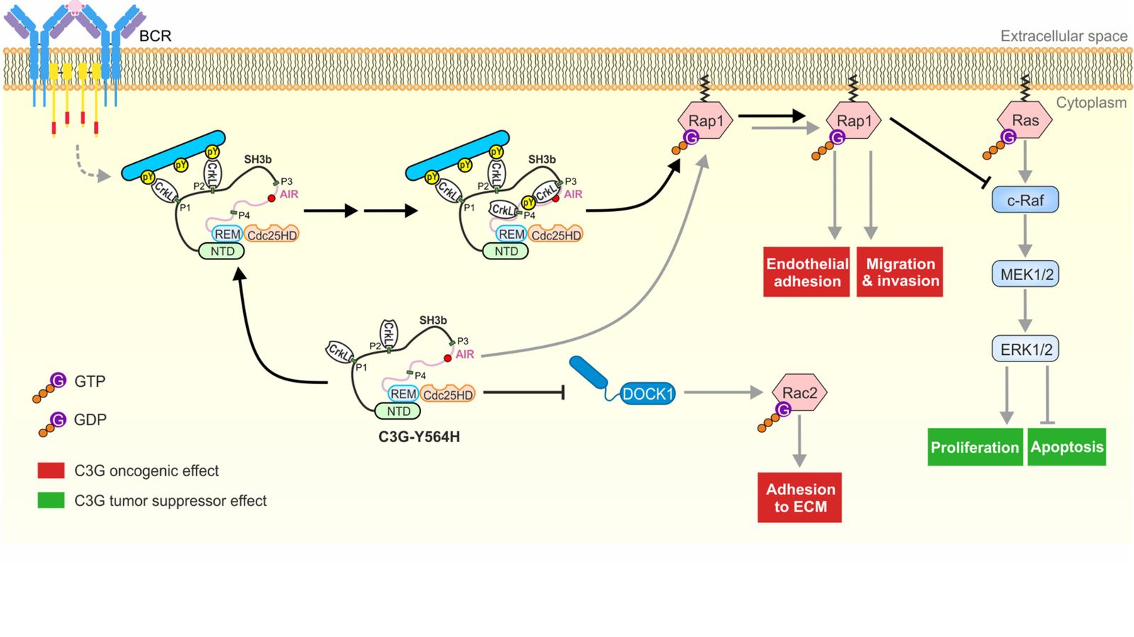 Identifican el doble efecto de la proteína C3G en el linfoma de tipo B