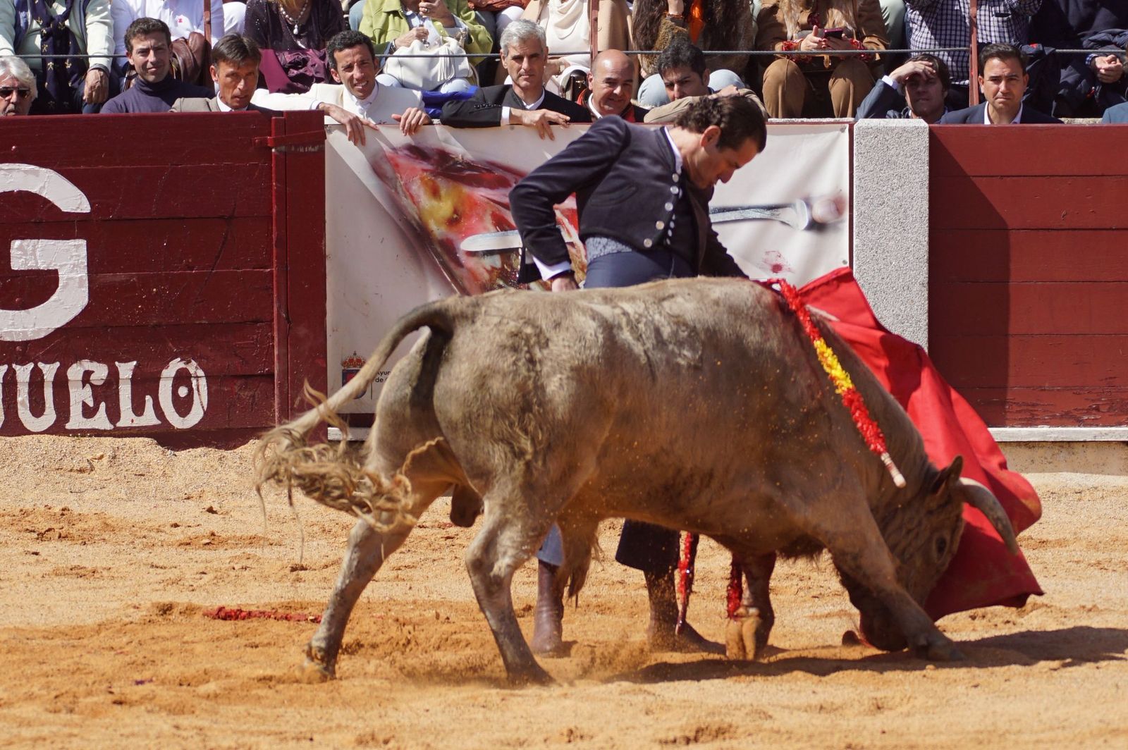 Festival taurino solidario por la esclerosis múltiple en Guijuelo