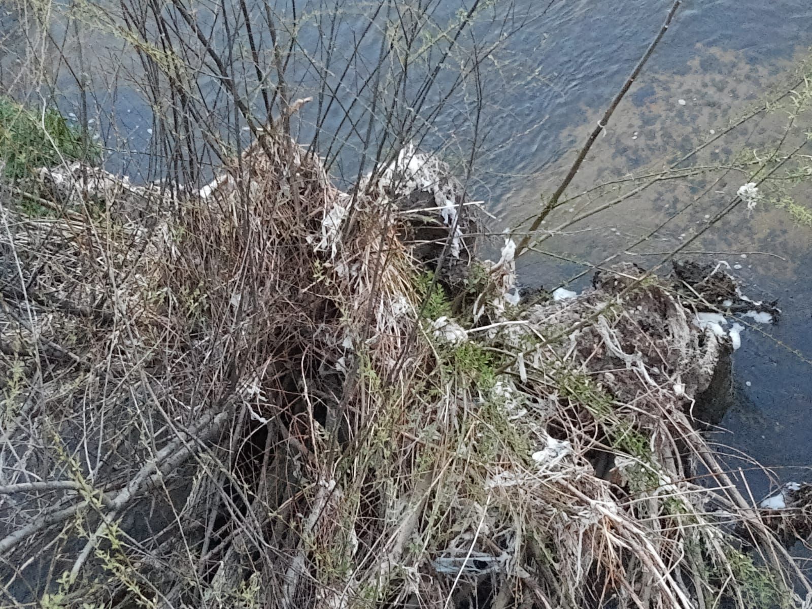 Toallitas arrastradas por la crecida en las orillas del río Tormes