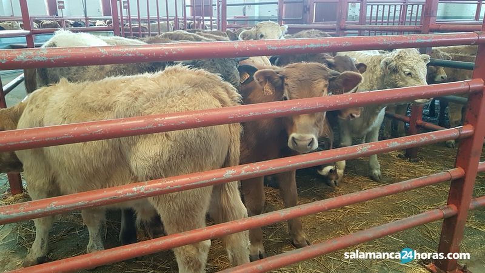 Mercado vacuno  (41) result