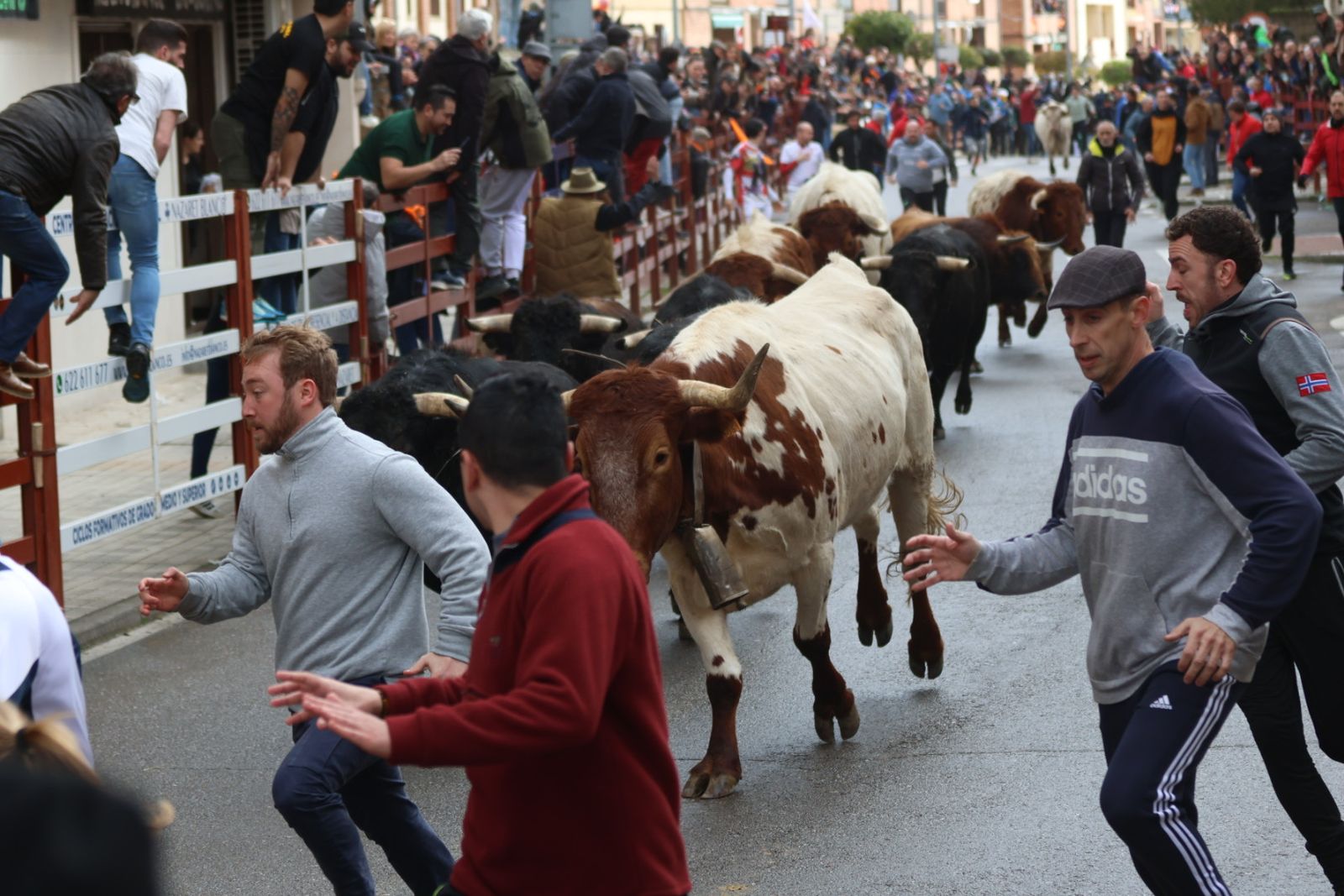 Encierro del lunes de Carnaval en Ciudad Rodrigo, toros de Fermín Bohórquez
