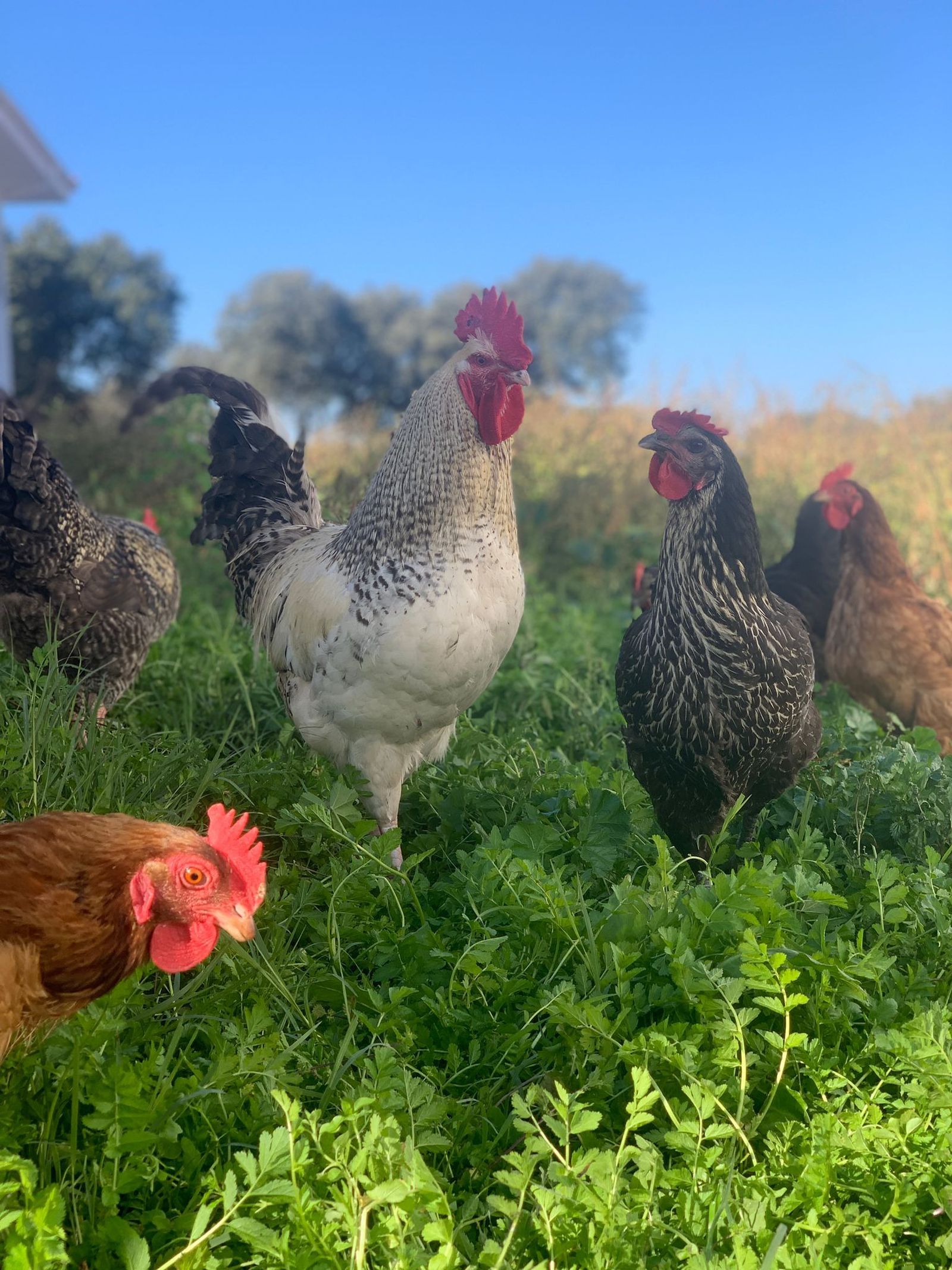Gallinas camperas. FOTO S24H