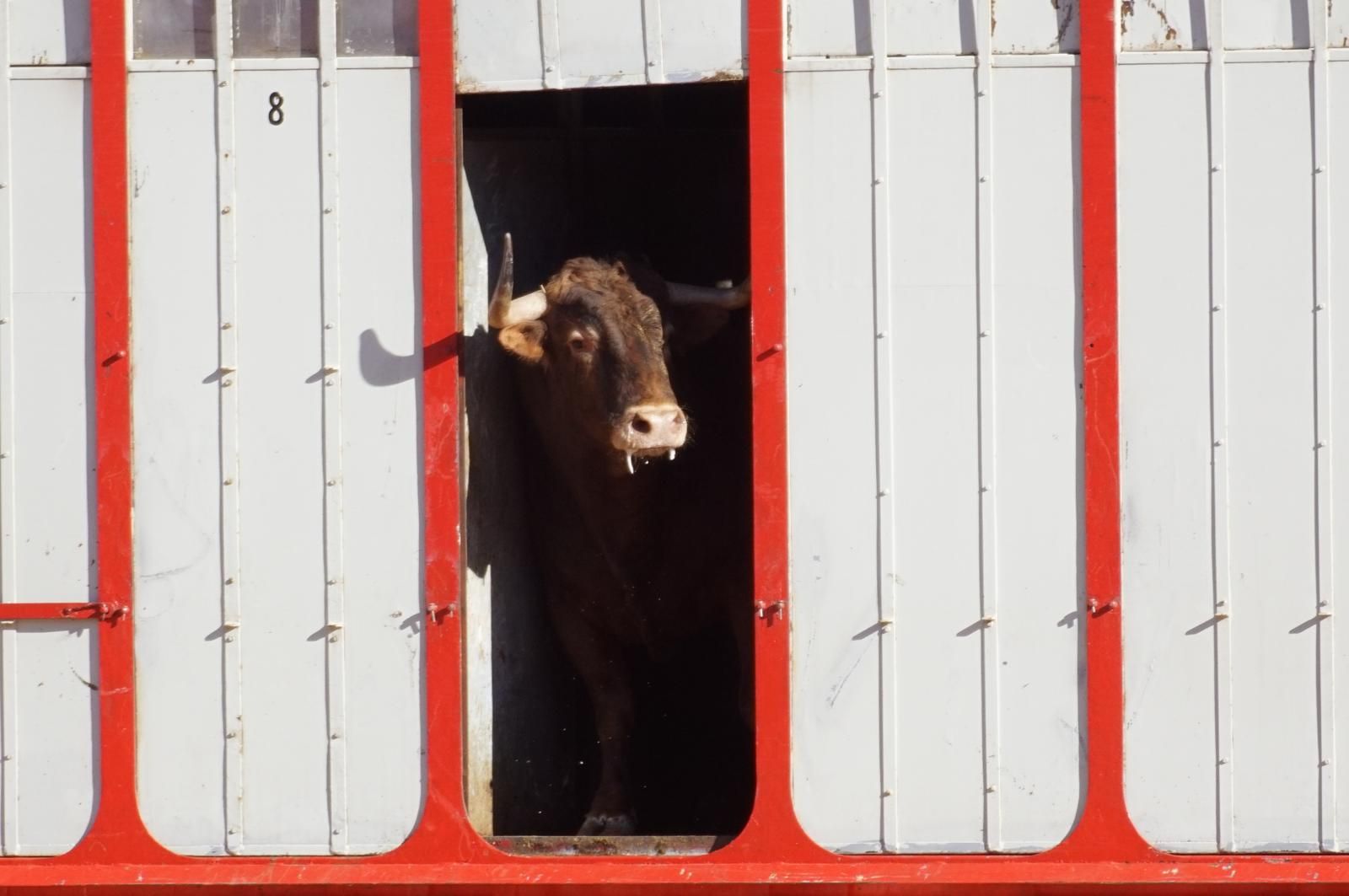 Tradicional Desenjaule en la Plaza de Toros La Glorieta