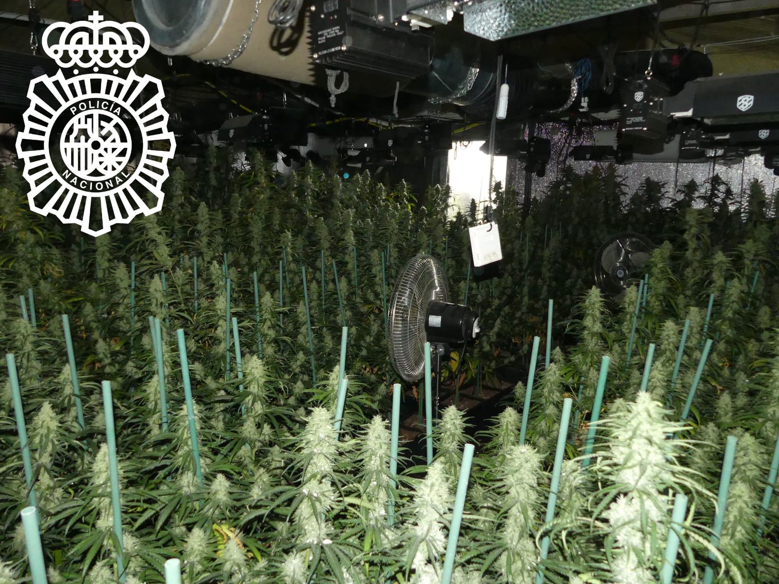 Policía Nacional detiene a un varón y desmantela una plantación “indoor” de marihuana. Foto de archivo