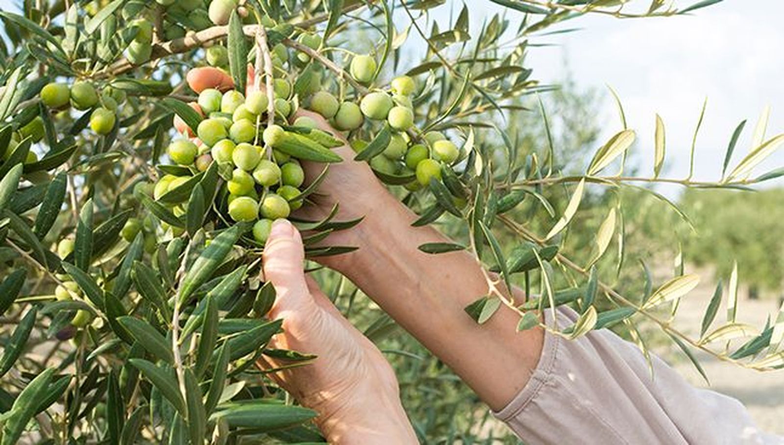 XVI Semana Verde de la Universidad de Salamanca
