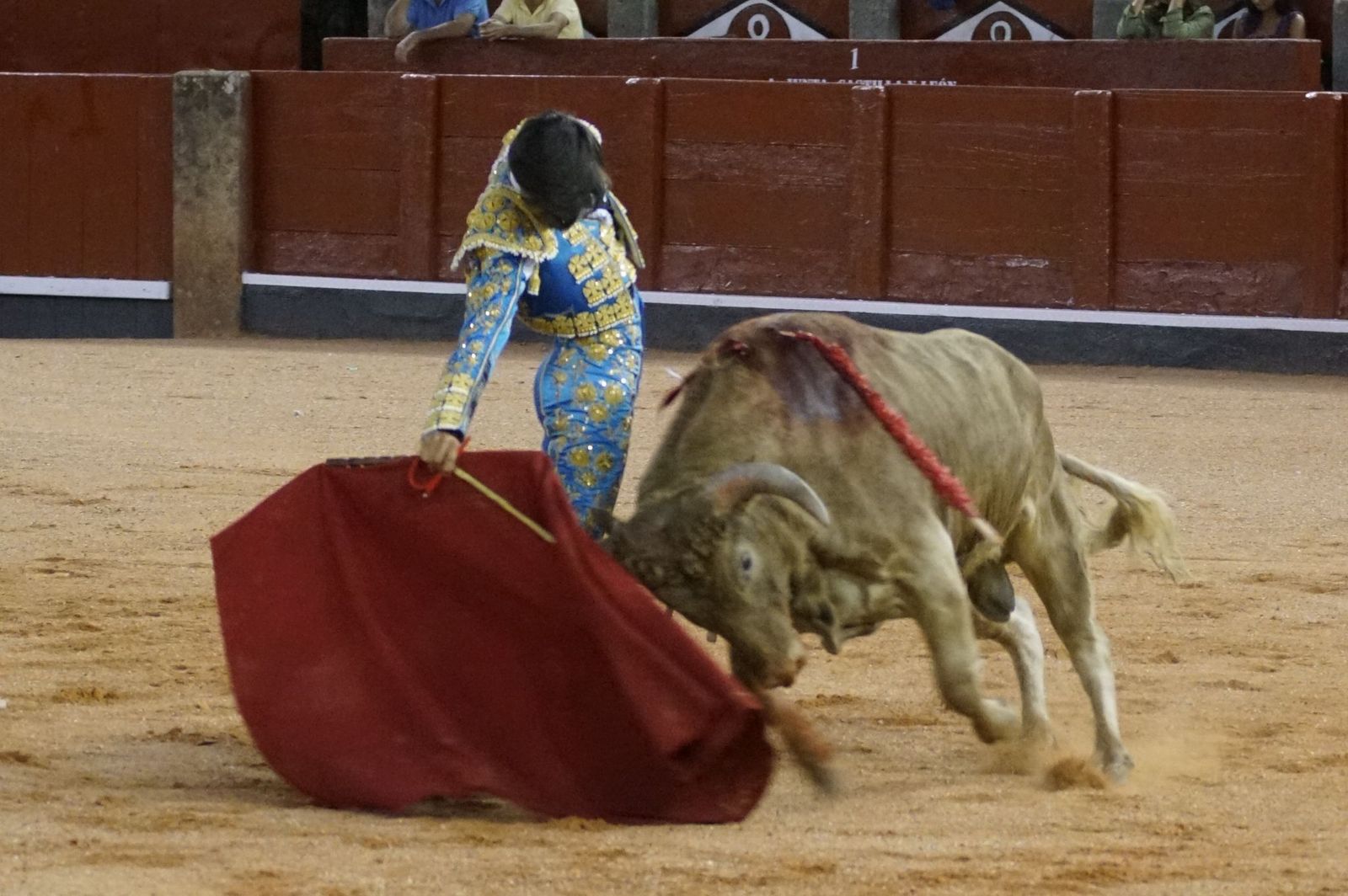 Clase práctica con alumnos de la Escuela de Tauromaquia de Salamanca (Diego Mateos, Noel García y Álvaro Rojo con erales de Esteban Isidro)