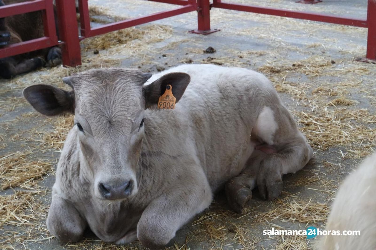 Lonja, vacas, campo, ganado (3) 1200x800