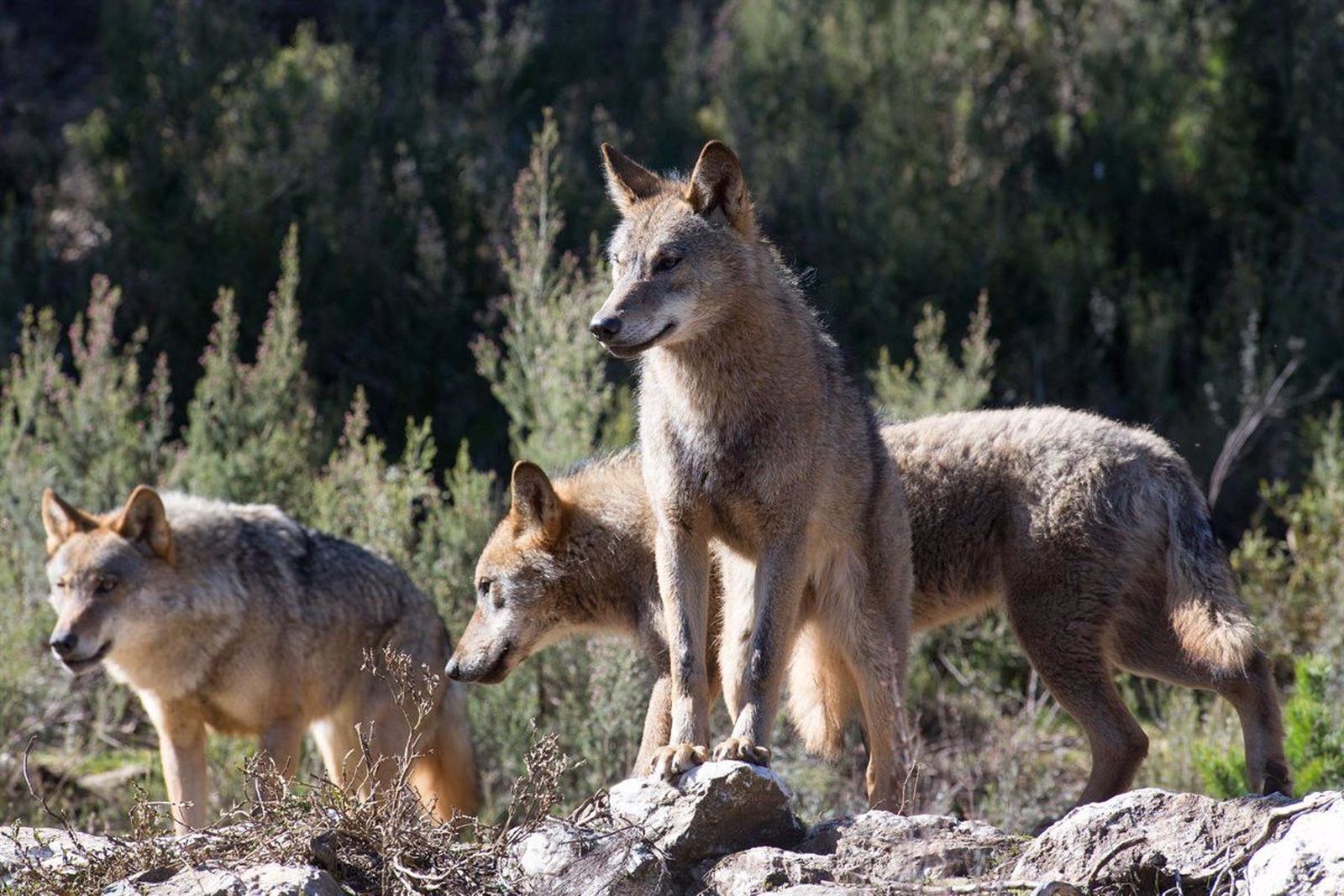Lobos. Lobos.