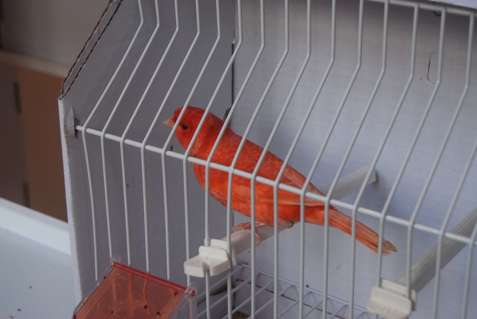 exposicion-ornitologica-en-el-colegio-universitario-21