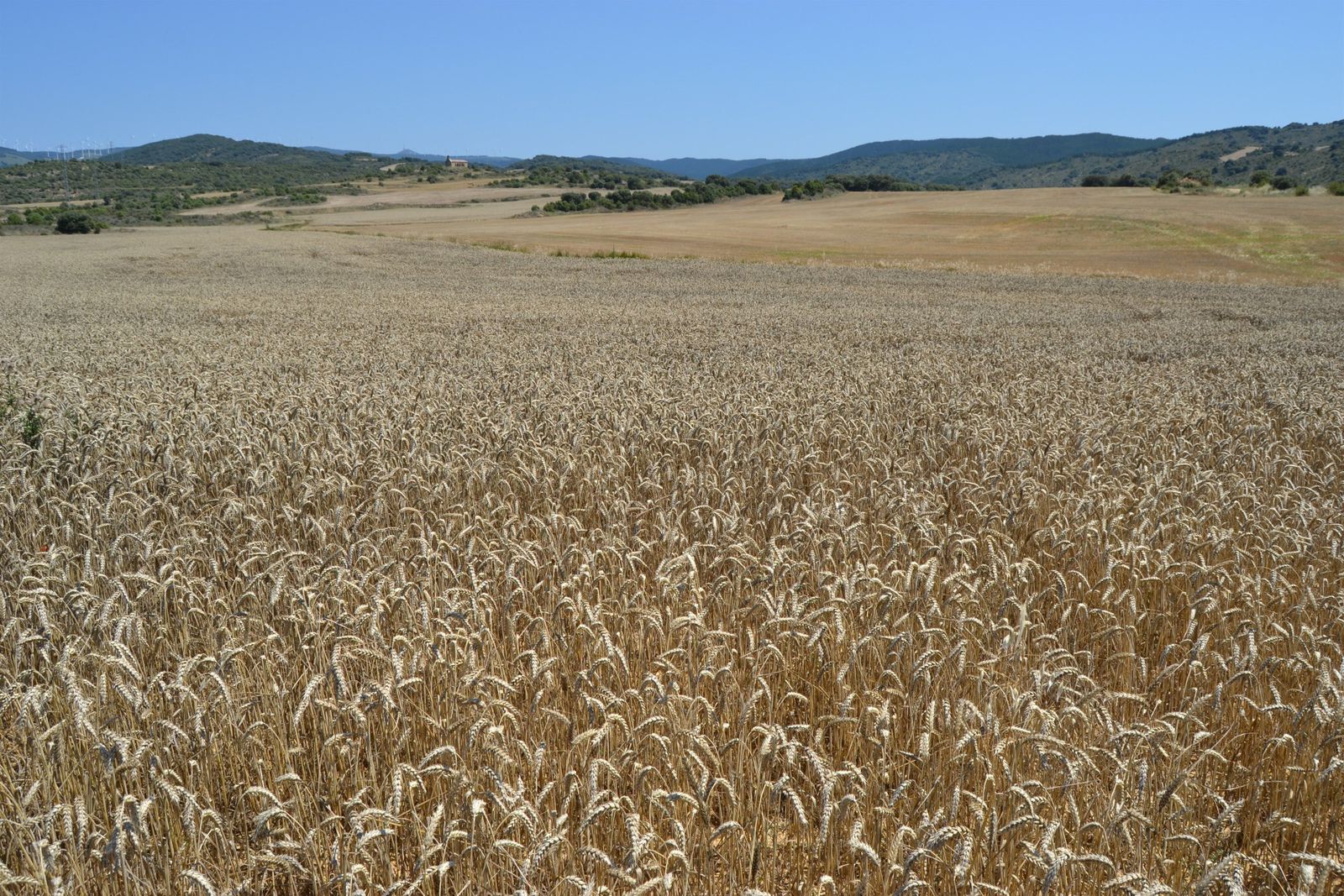 Mondelez recoge 27.000 toneladas de trigo en la cosecha de este año con su proyecto sostenible 'Compromiso Harmony' Mondelez recoge 27.000 toneladas de trigo en la cosecha de este año con su proyecto sostenible 'Compromiso Harmony'