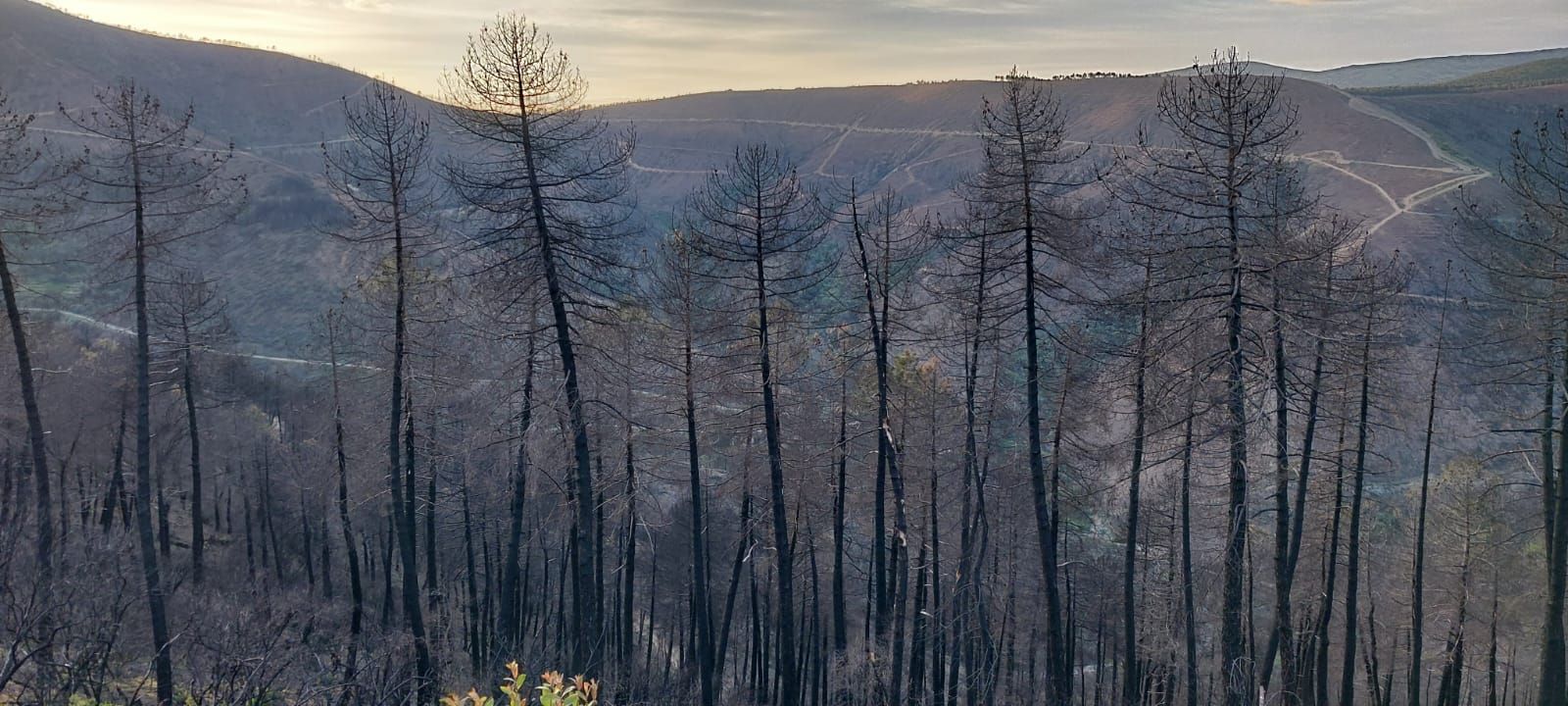 Incendio en el parque Natural Las batuecas un año despues. Fotos Antonio García (2)