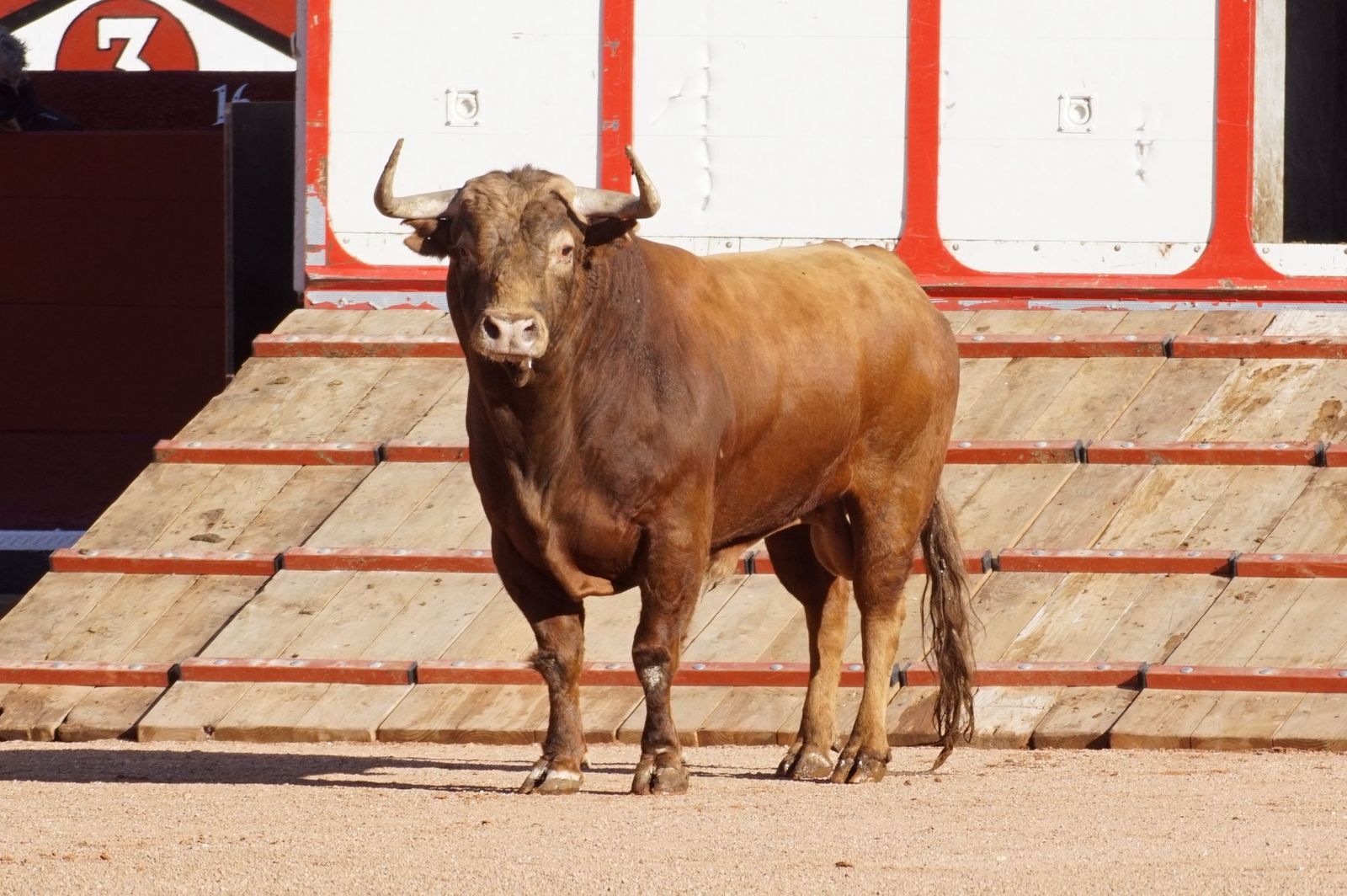 Tradicional Desenjaule en la Plaza de Toros La Glorieta