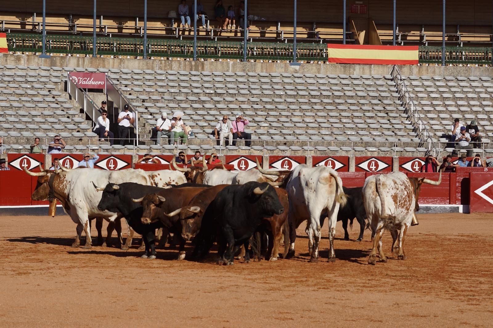 Tradicional Desenjaule en la Plaza de Toros La Glorieta