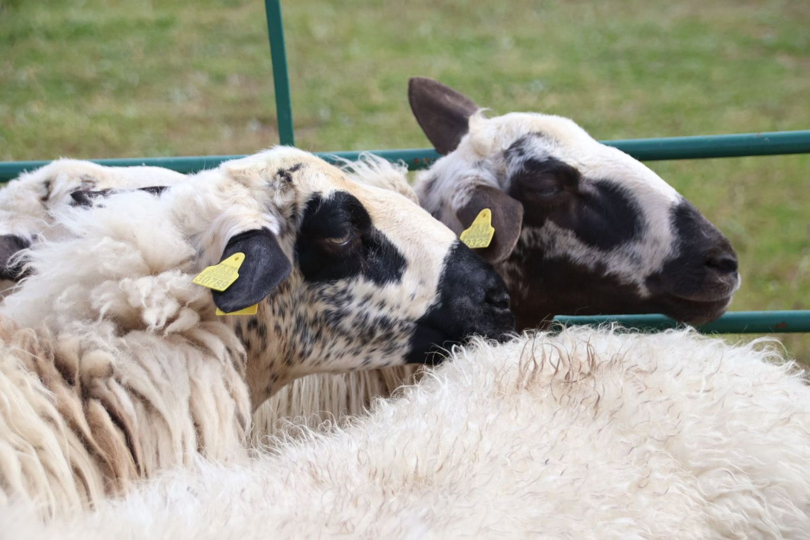 20240501103729-img-2938