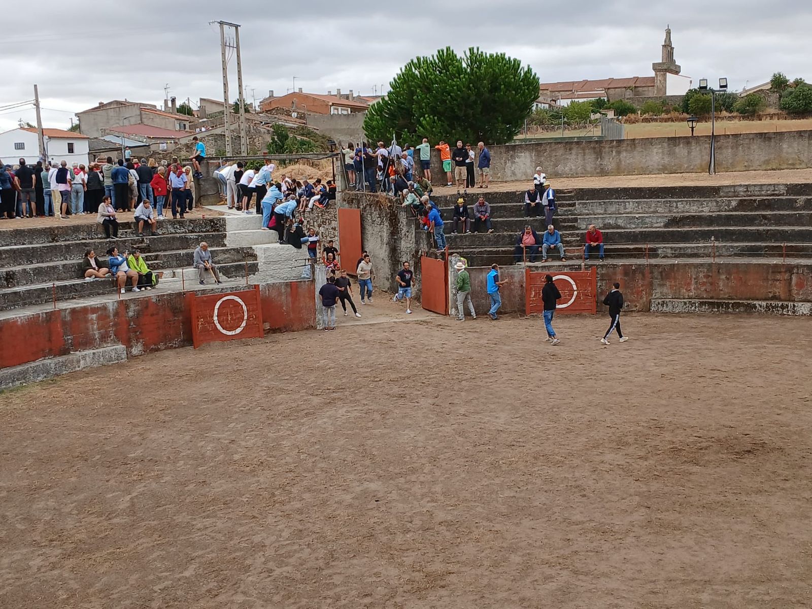 Encierro de novillos en Pereña