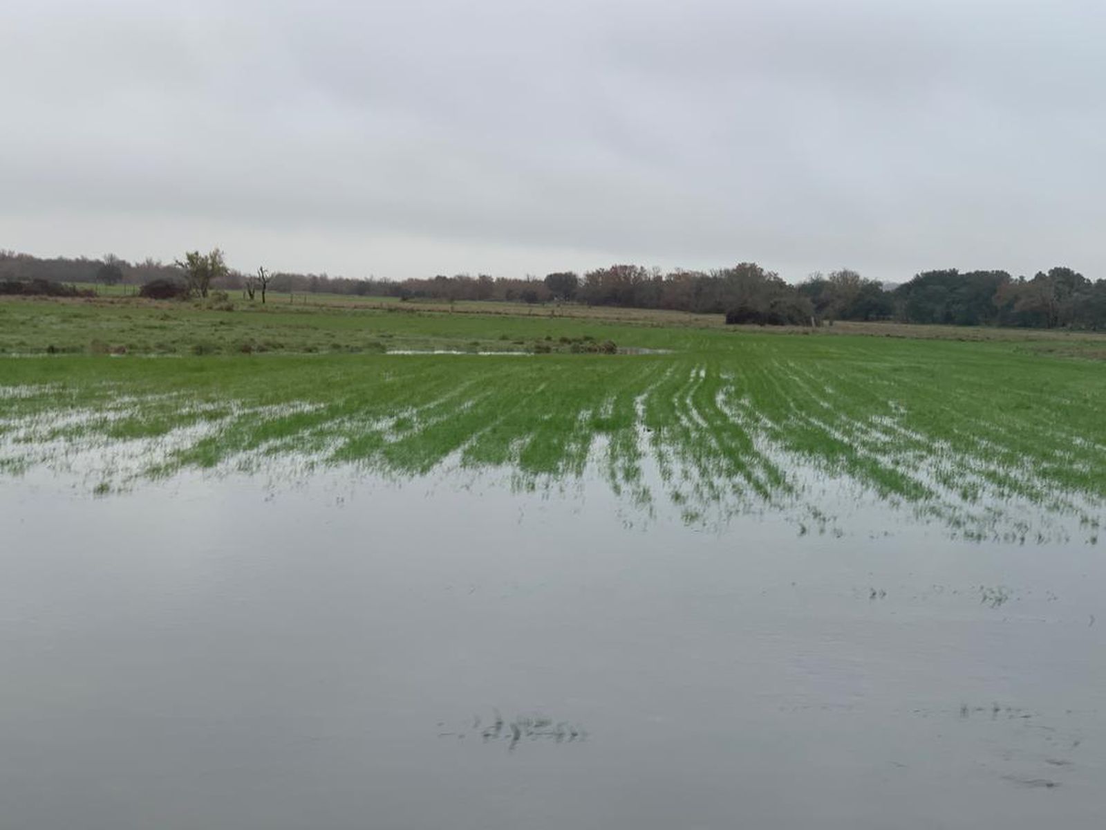 imagen-de-whatsapp-2022-12-13-a-las-19-45-19