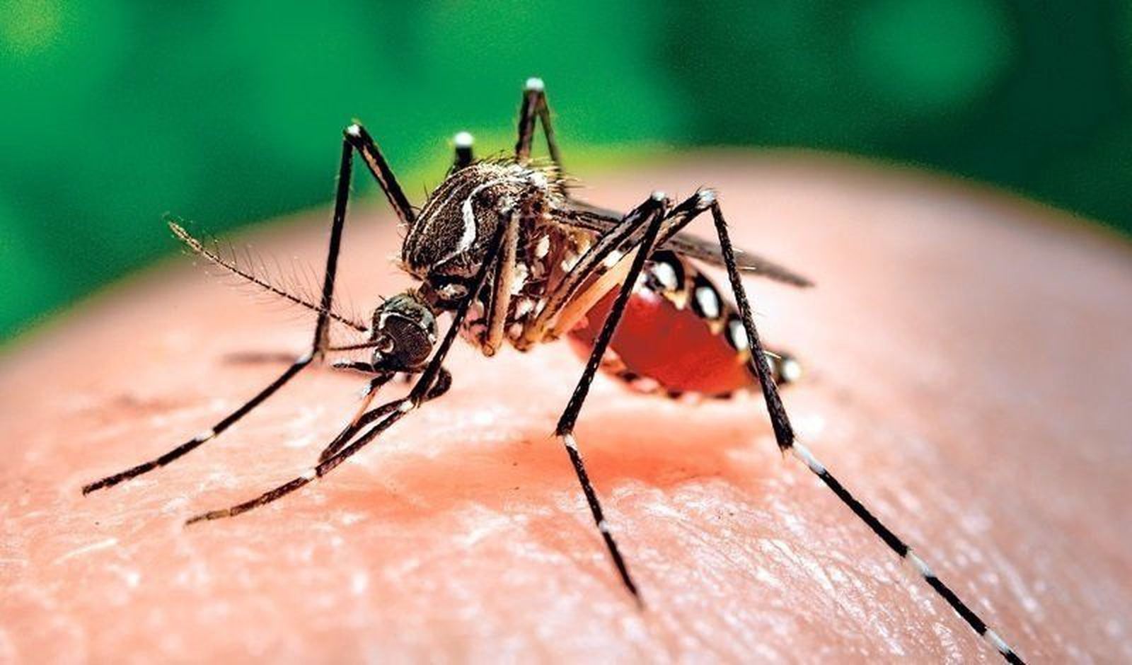 Consejos para evitar las picaduras de los mosquitos