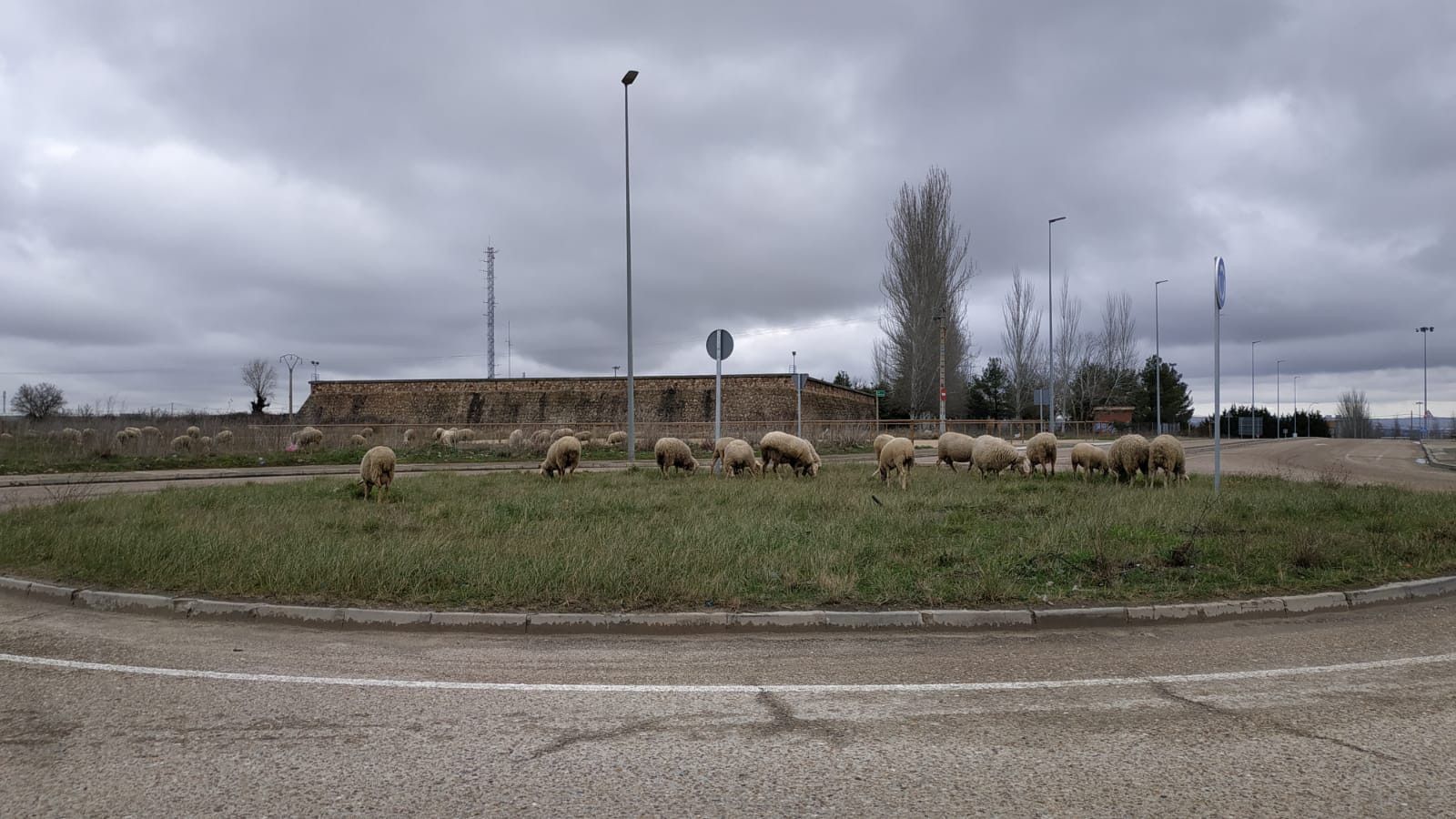 Ovejas rotonda carretera hiniesta (1)