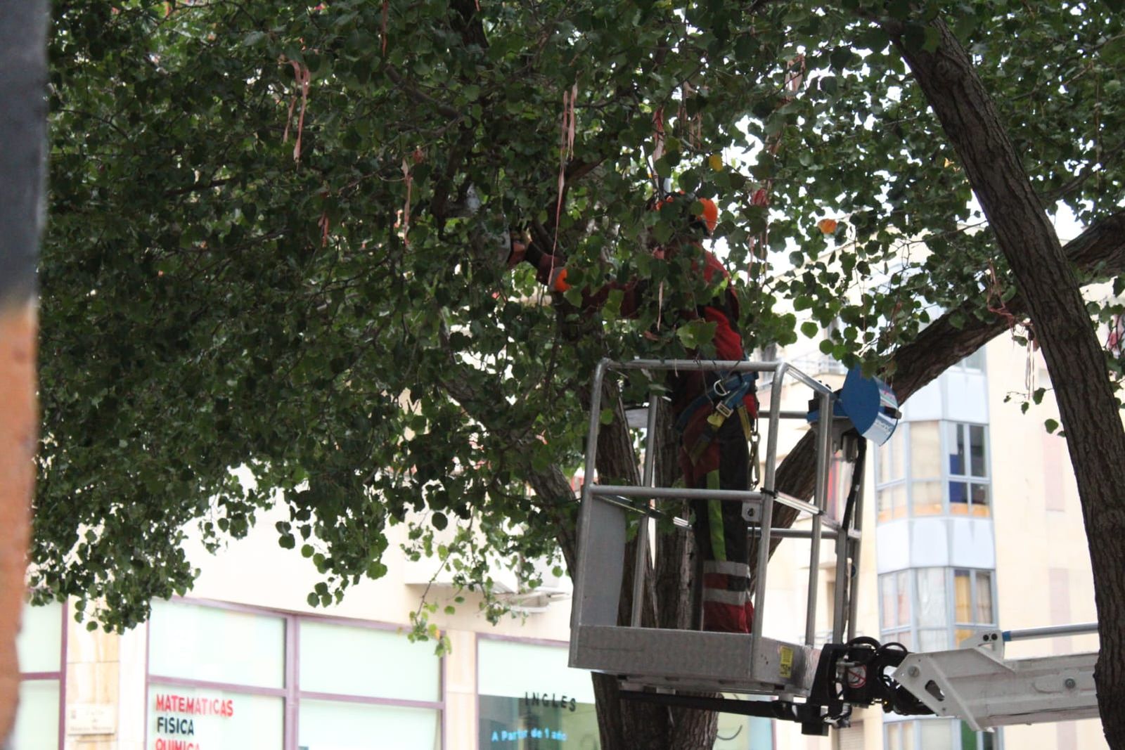 un-detenido-en-las-protestas-por-la-tala-de-arboles-en-la-plaza-del-oeste-11